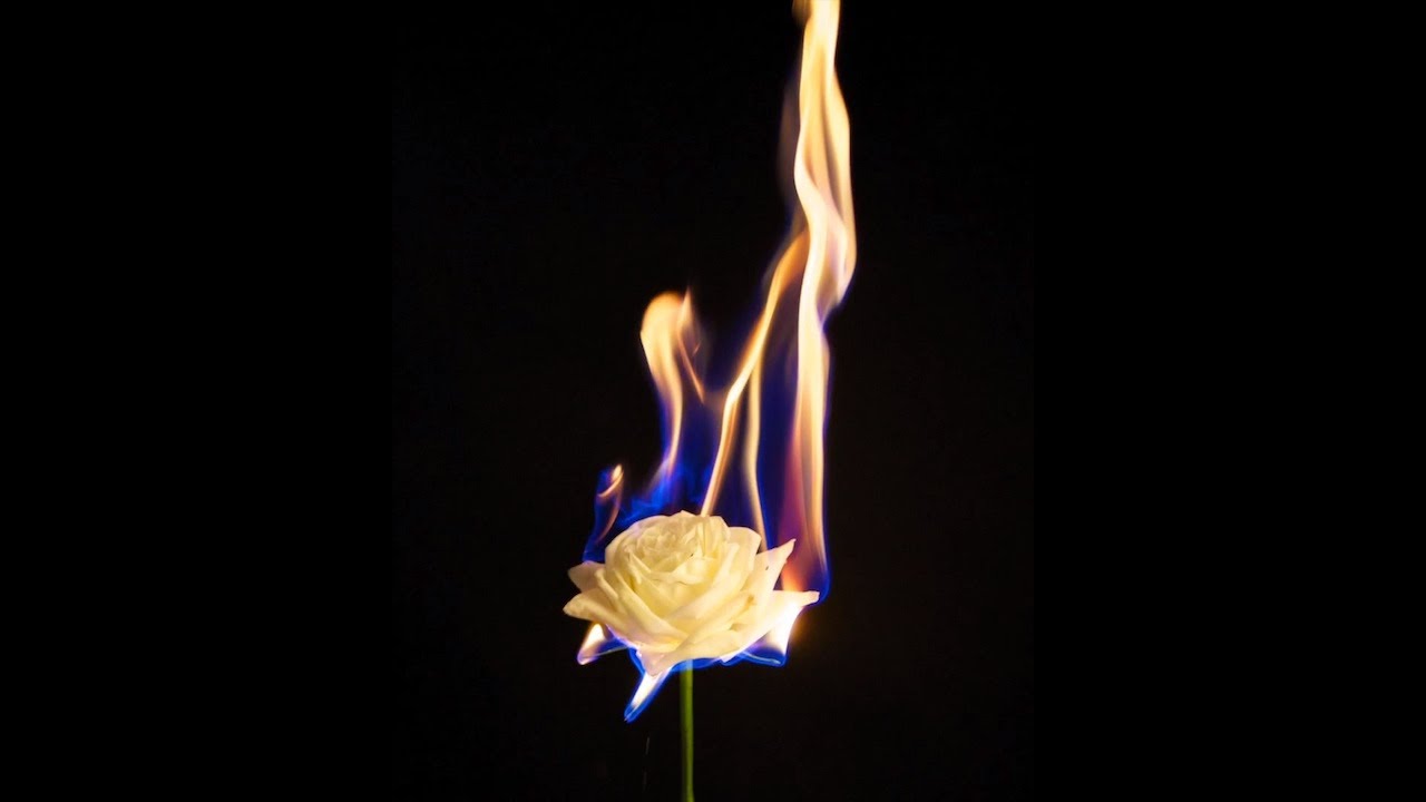 Fire Flower Wallpapers