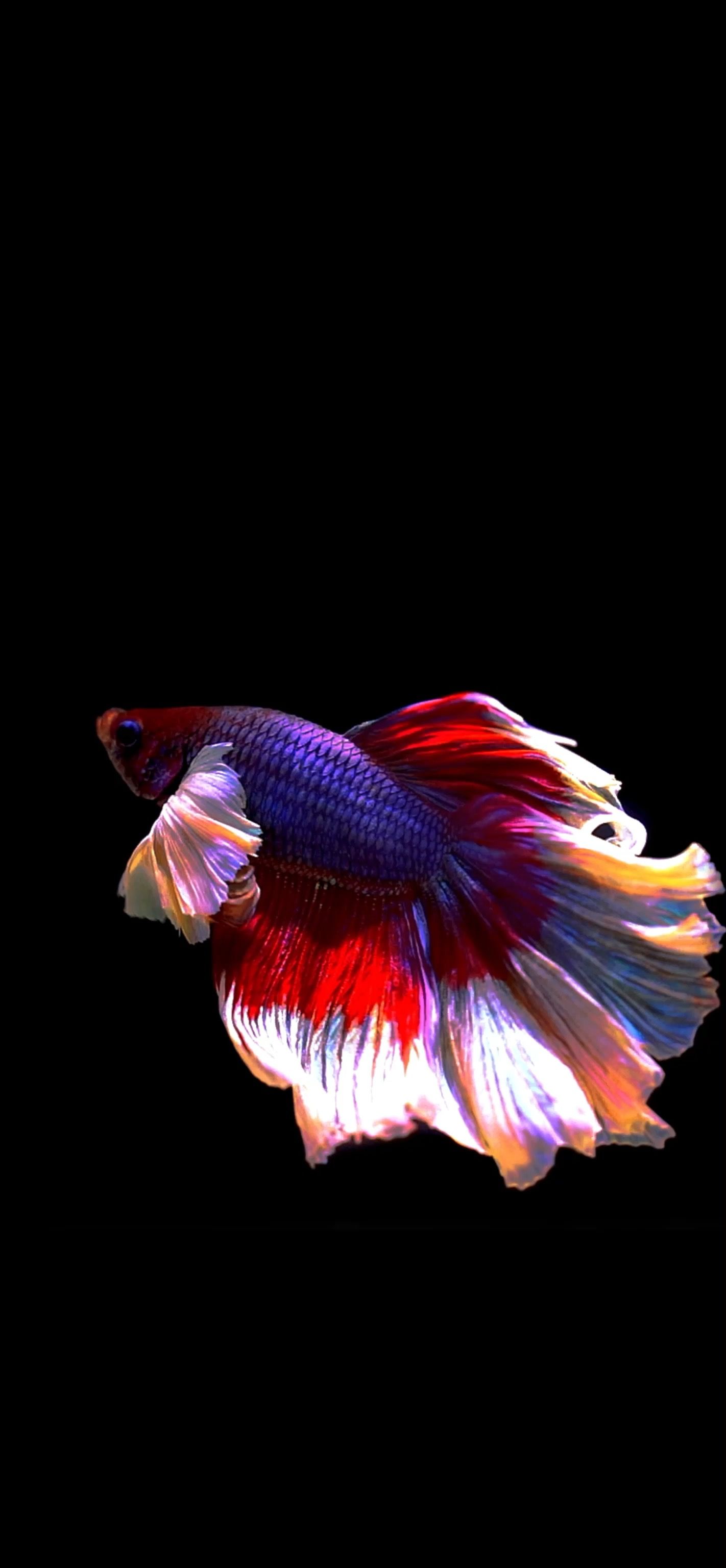 Fish Live Wallpapers