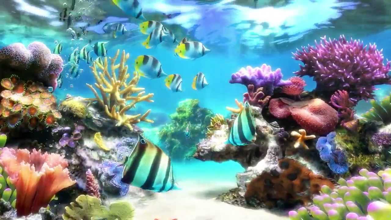 Fish Tank Wallpapers