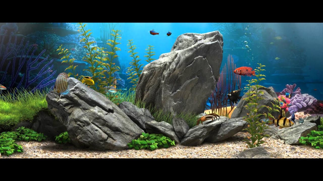 Fish Tank Wallpapers