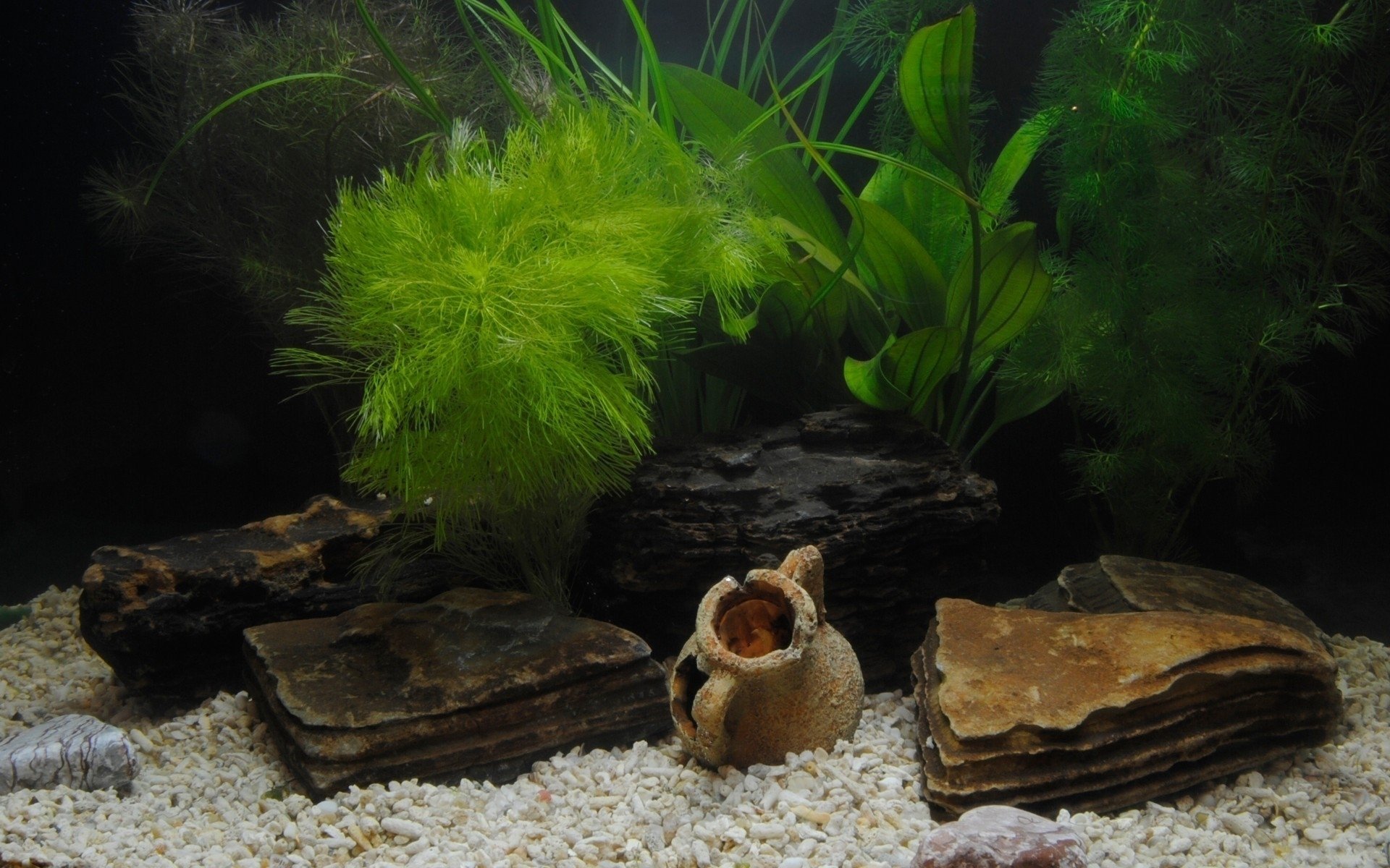 Fish Tank Wallpapers