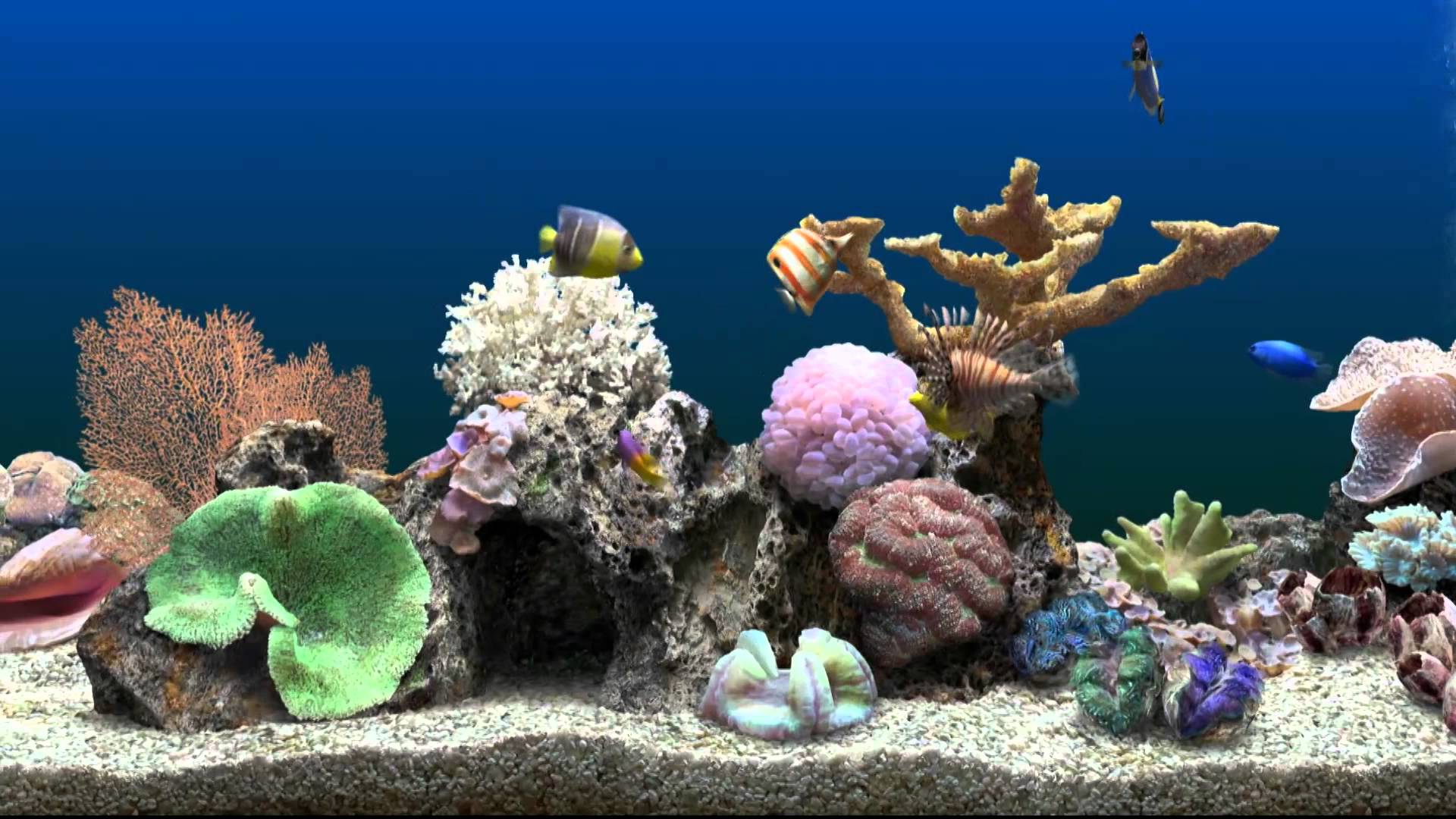 Fish Tank Wallpapers