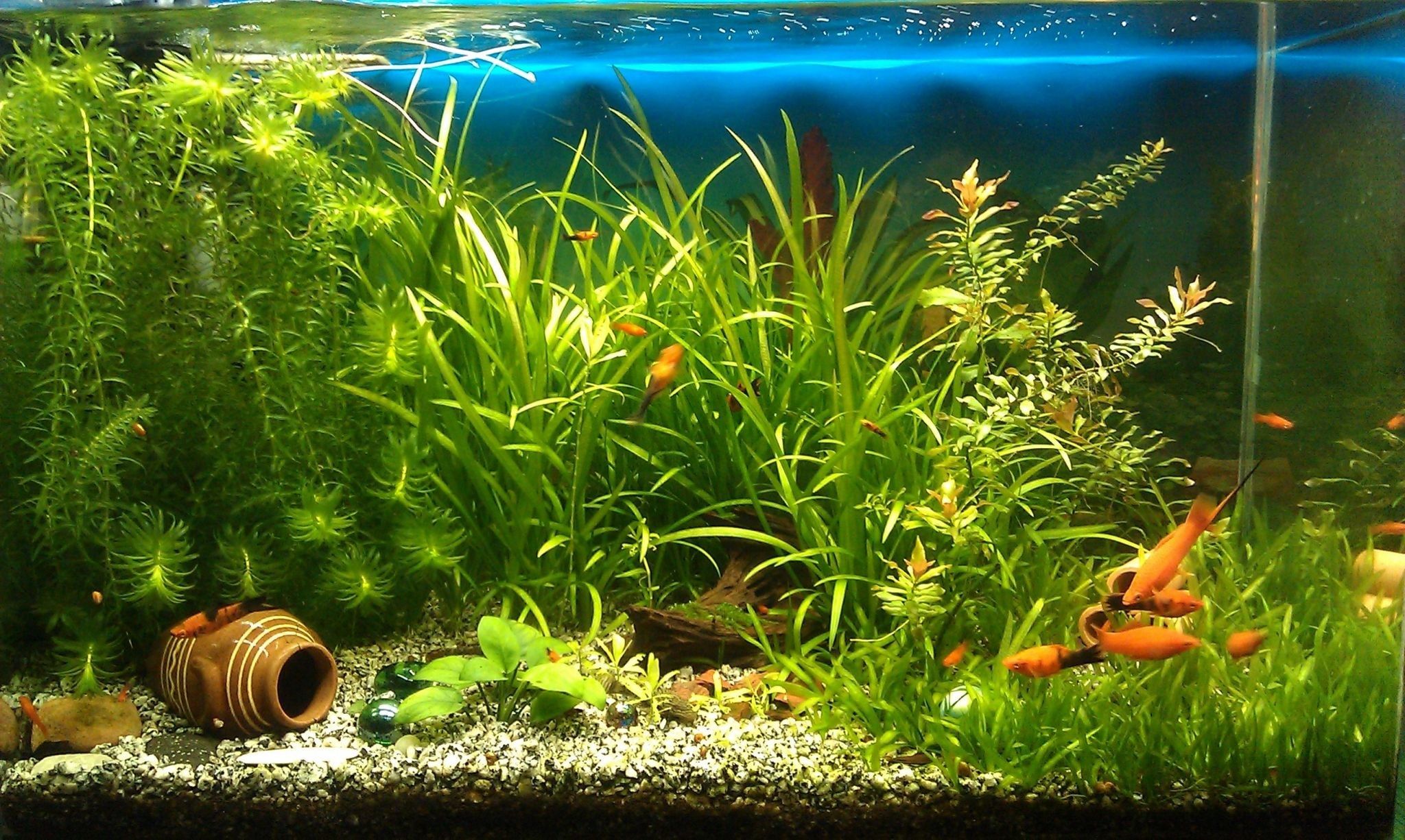 Fish Tank Wallpapers