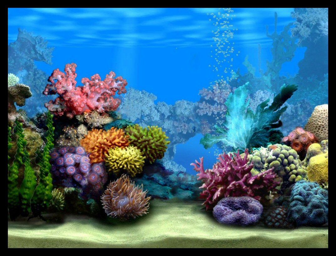 Fish Tank Wallpapers