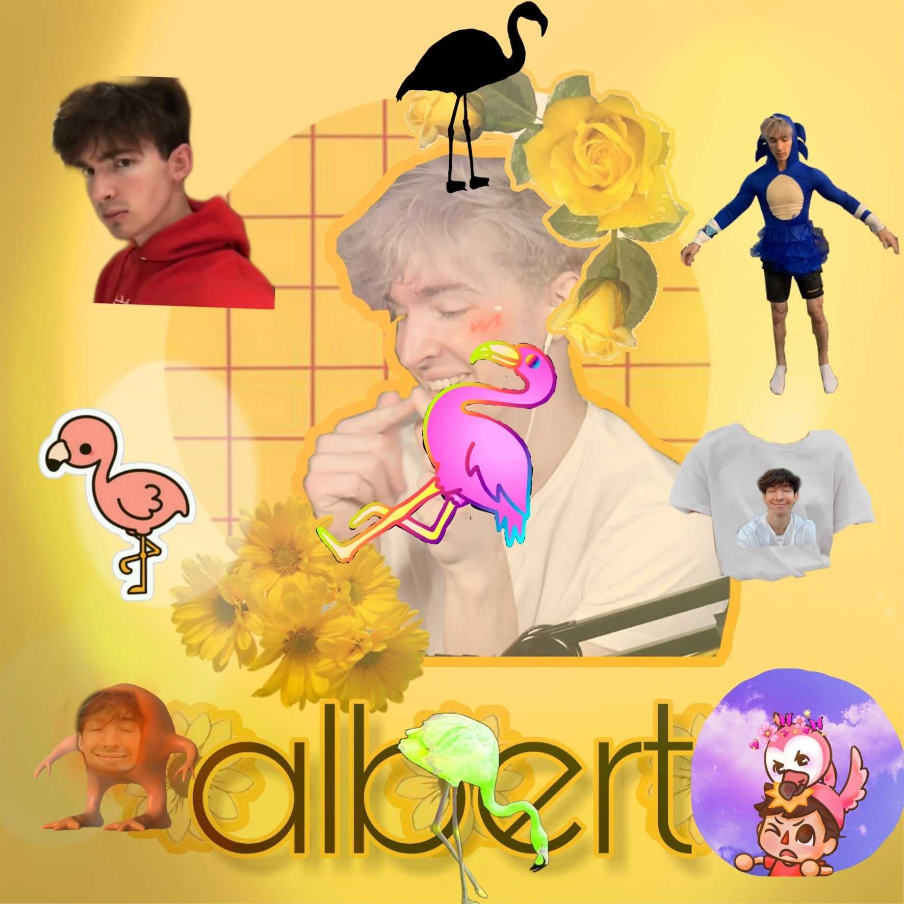 Flamingo Albert Wallpapers