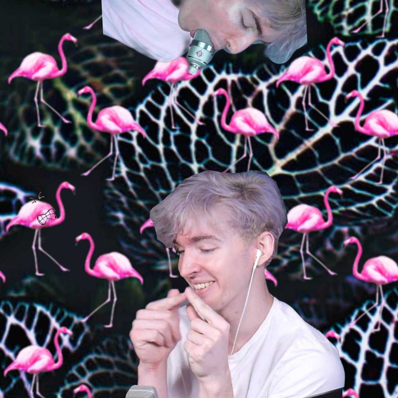 Flamingo Albert Wallpapers