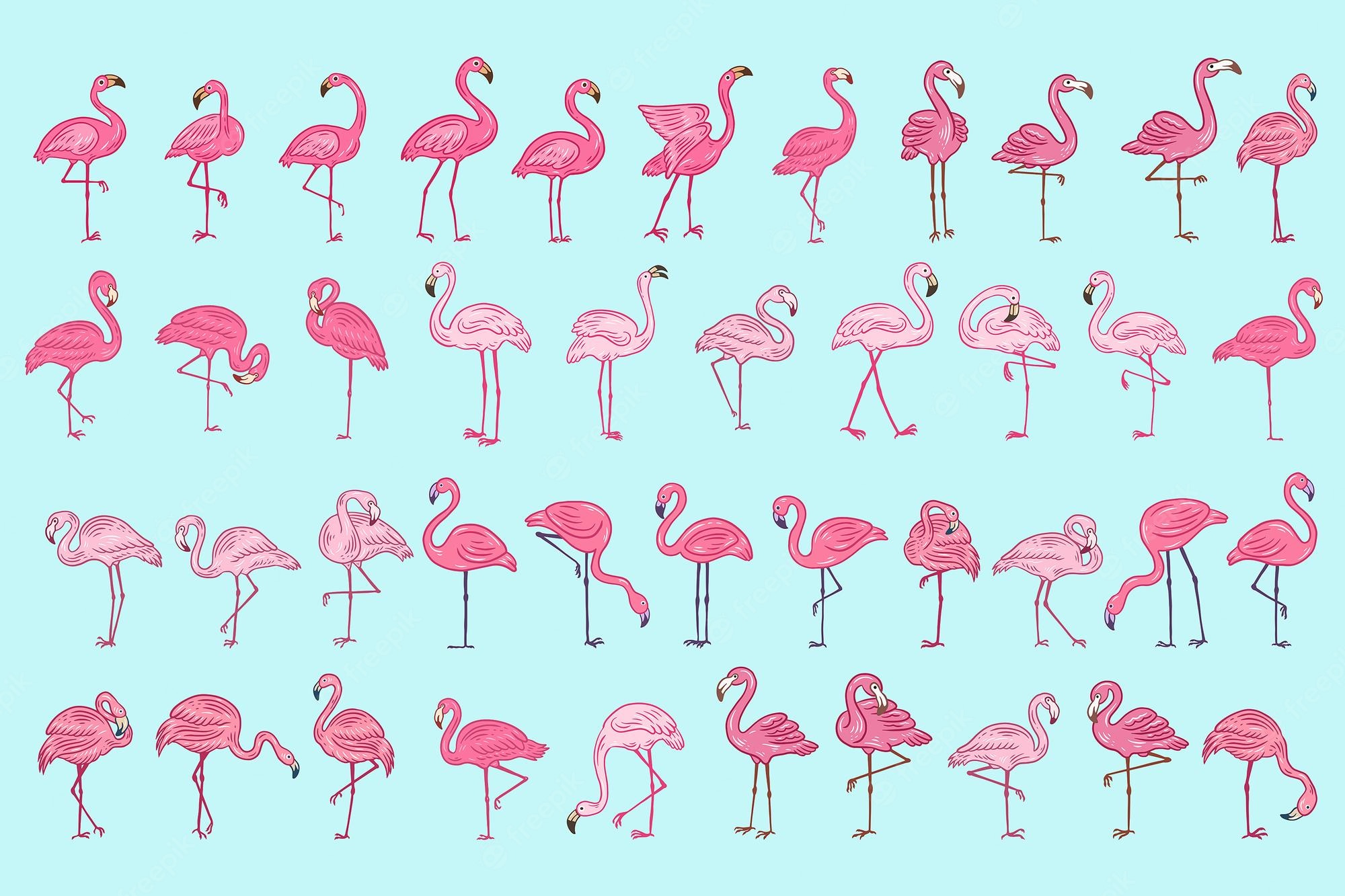 Flamingo Albert Wallpapers