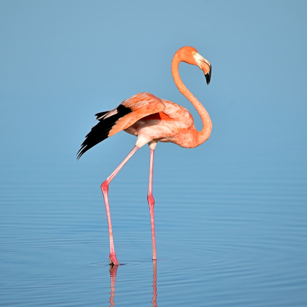 Flamingo Phone Wallpapers