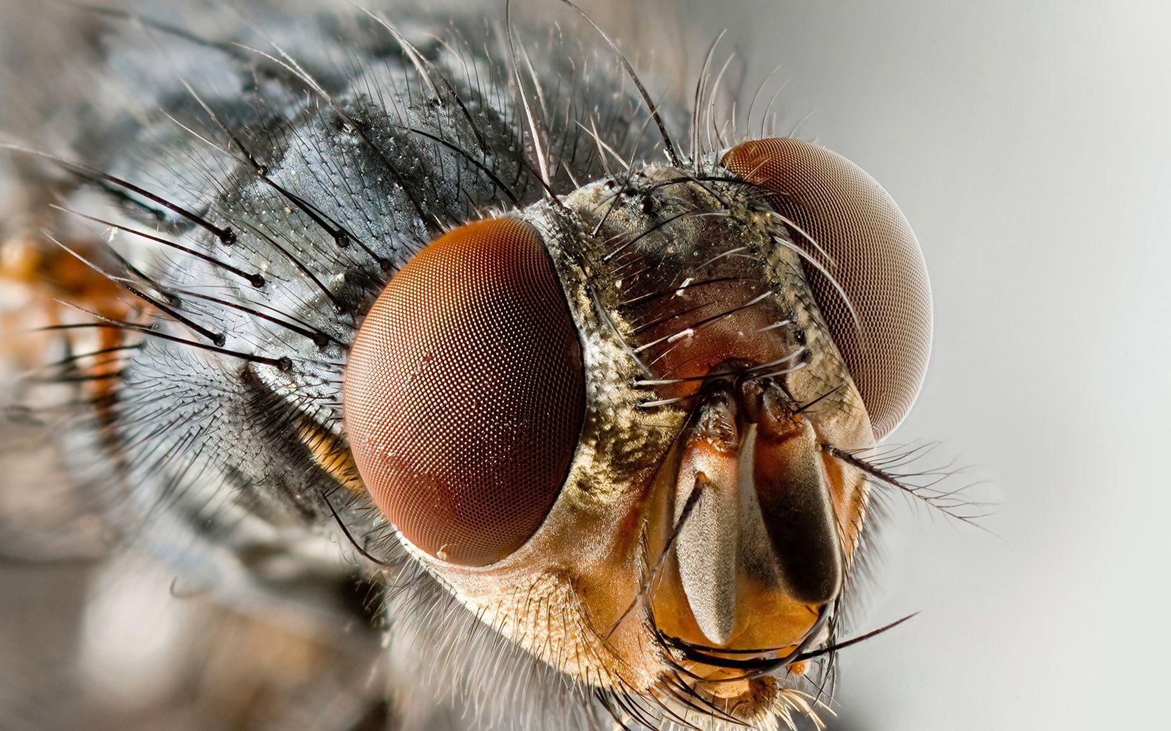 Flies Wallpapers