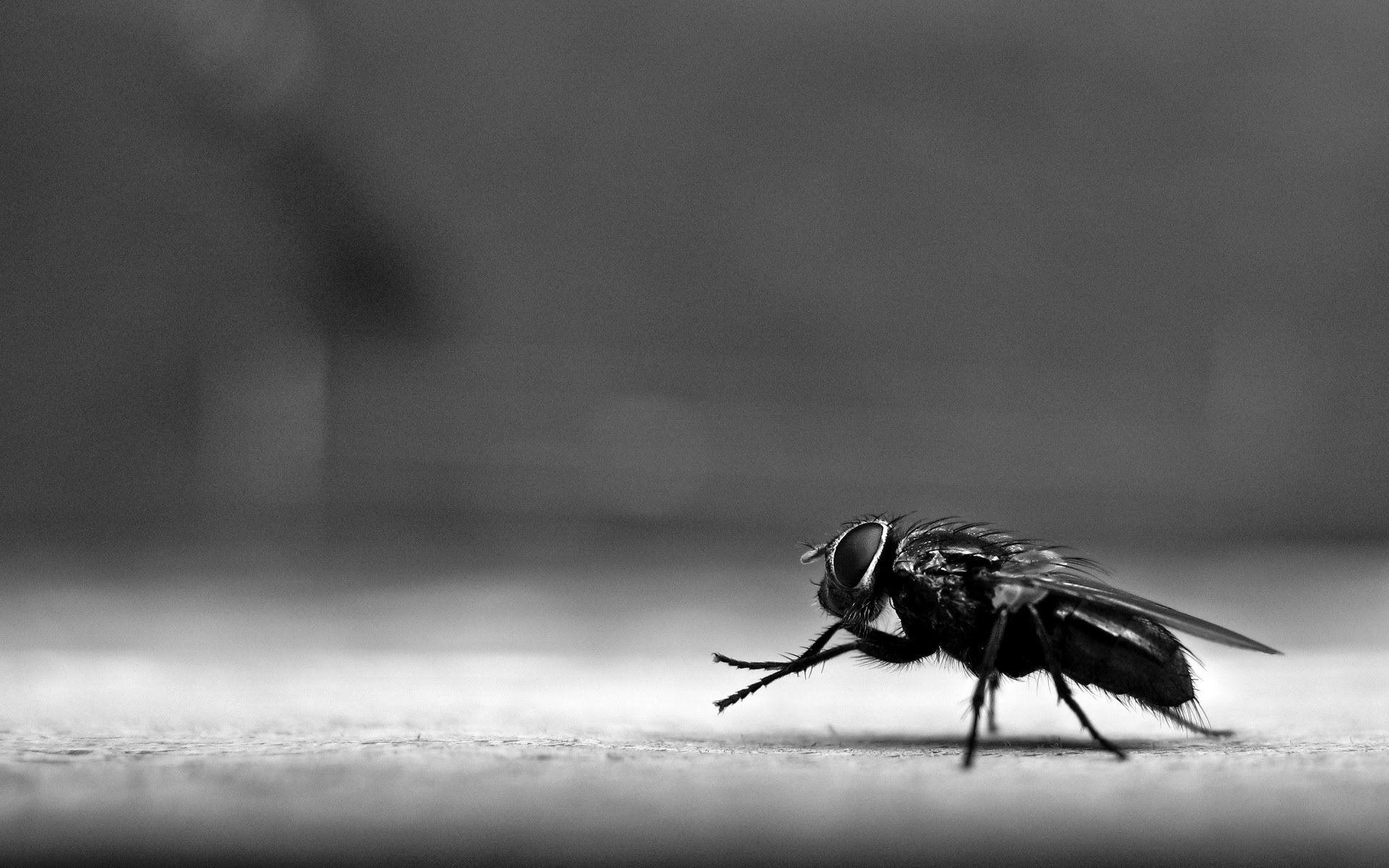 Flies Wallpapers