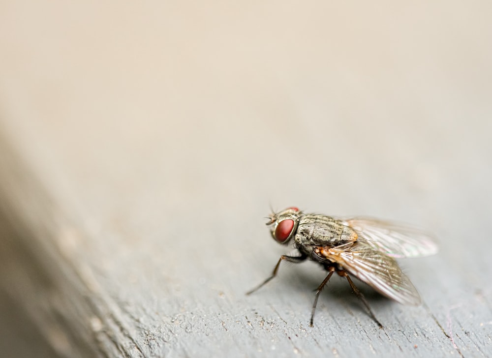 Flies Wallpapers