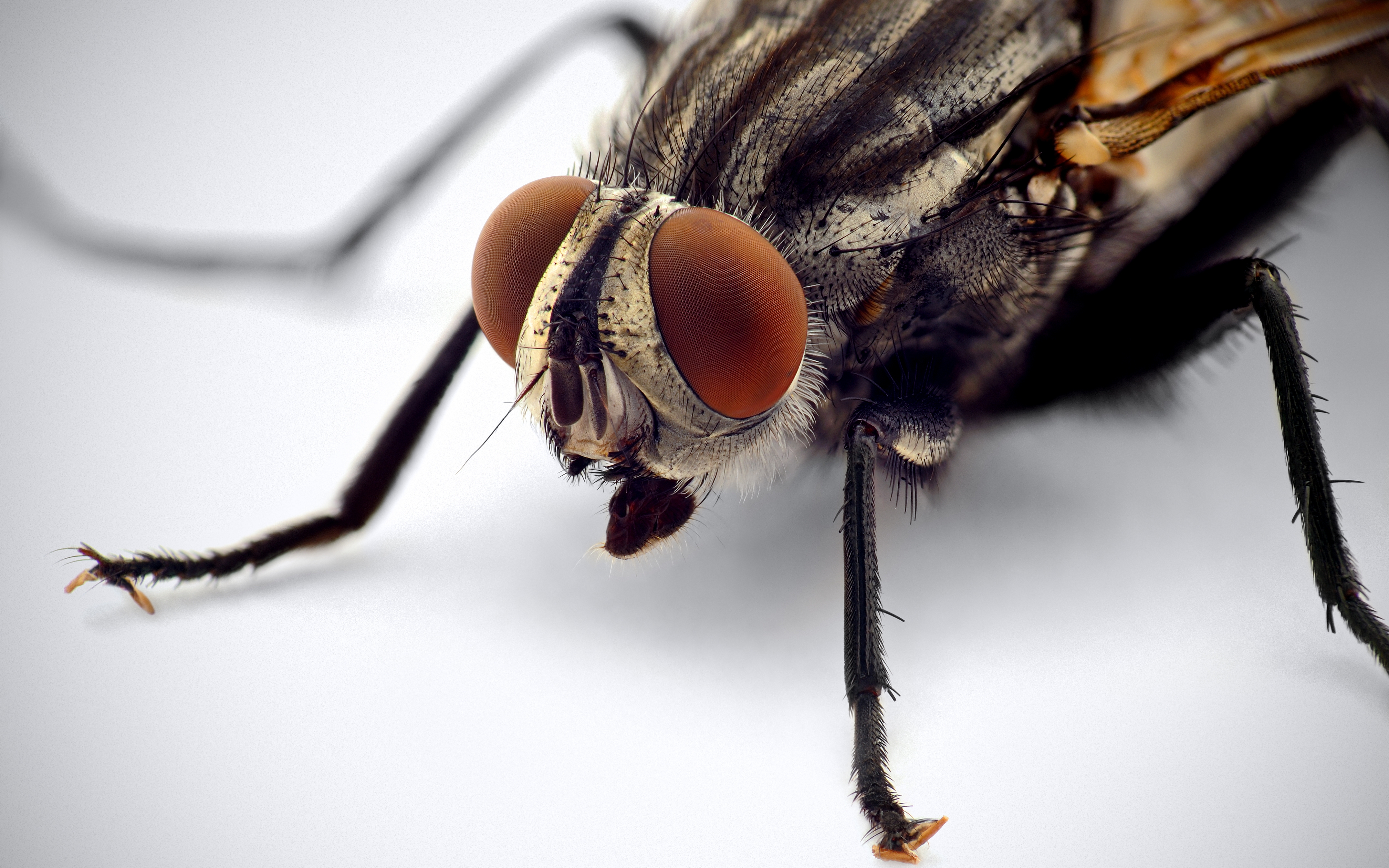 Flies Wallpapers