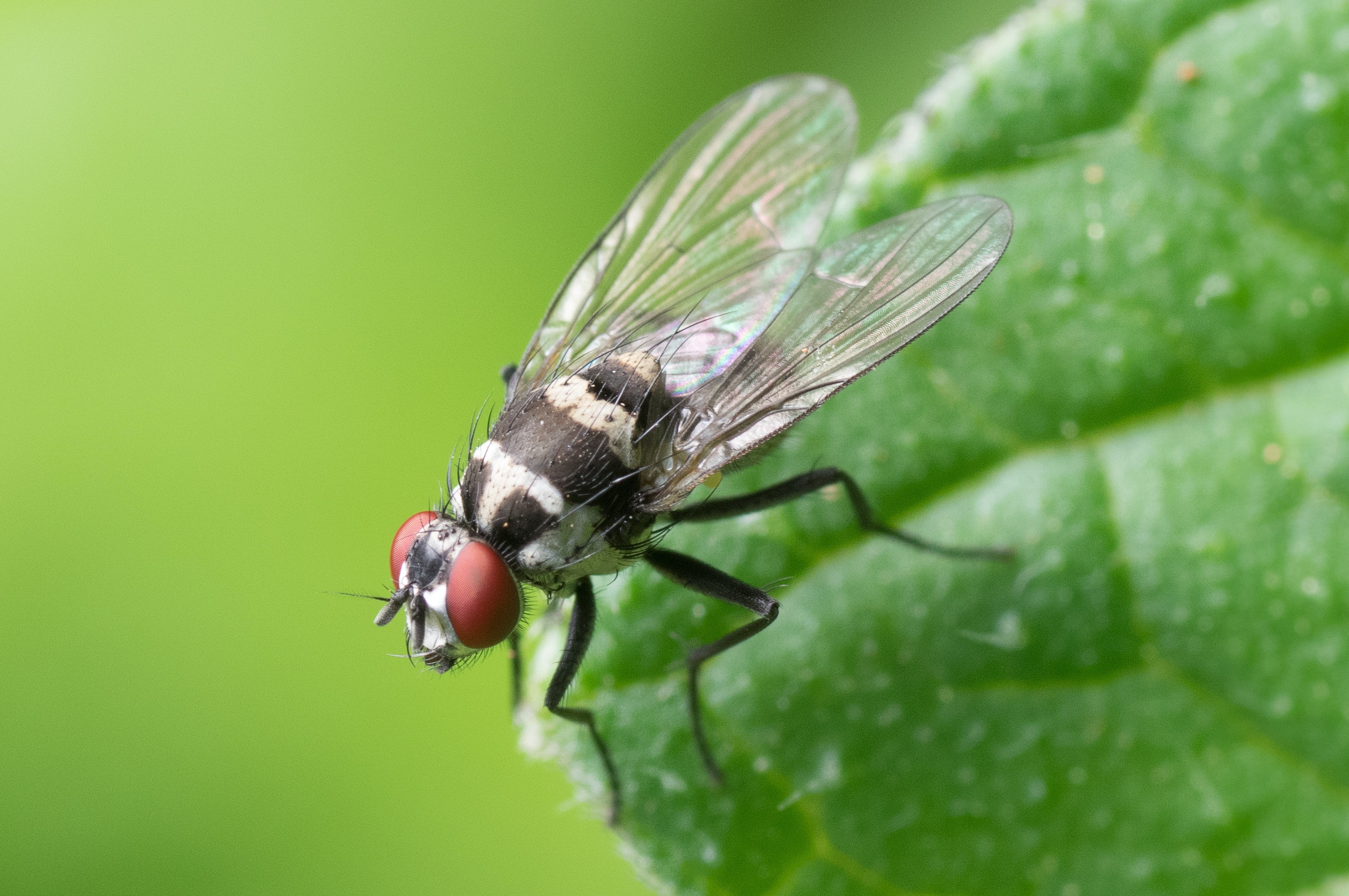 Flies Wallpapers