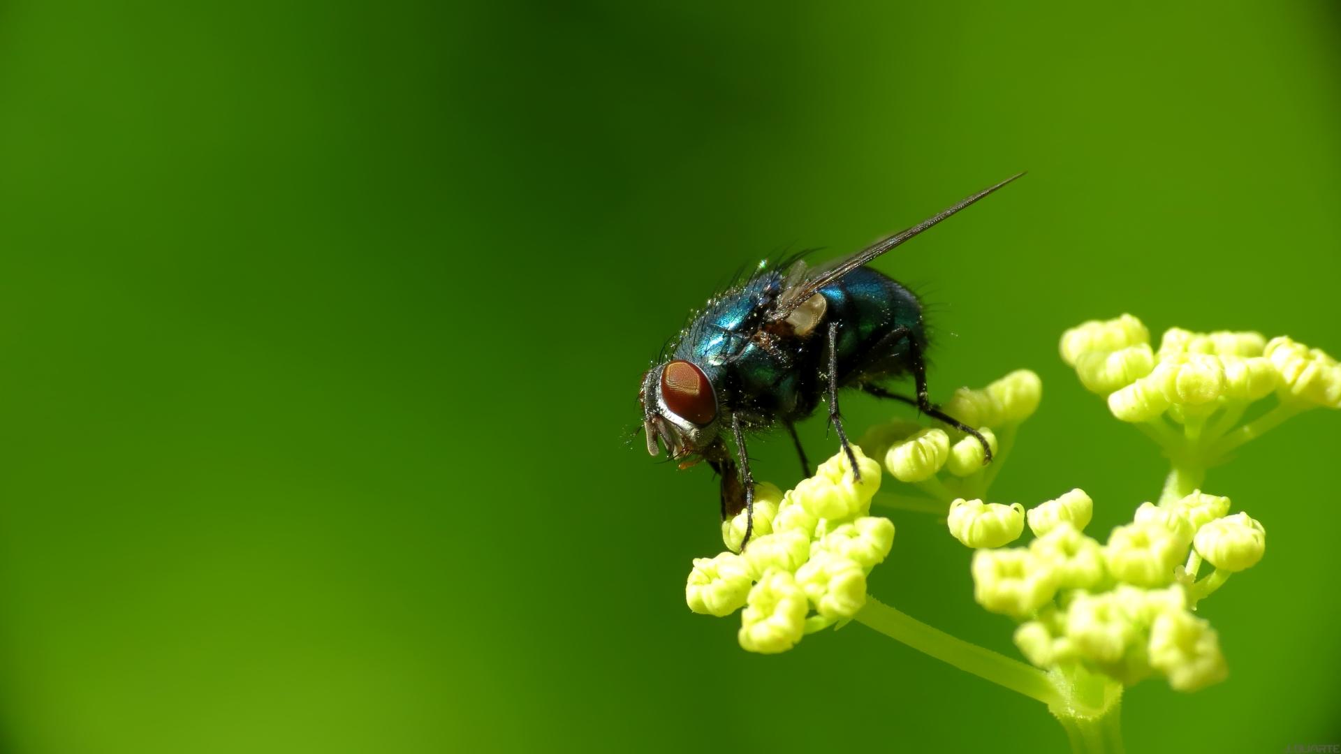 Flies Wallpapers