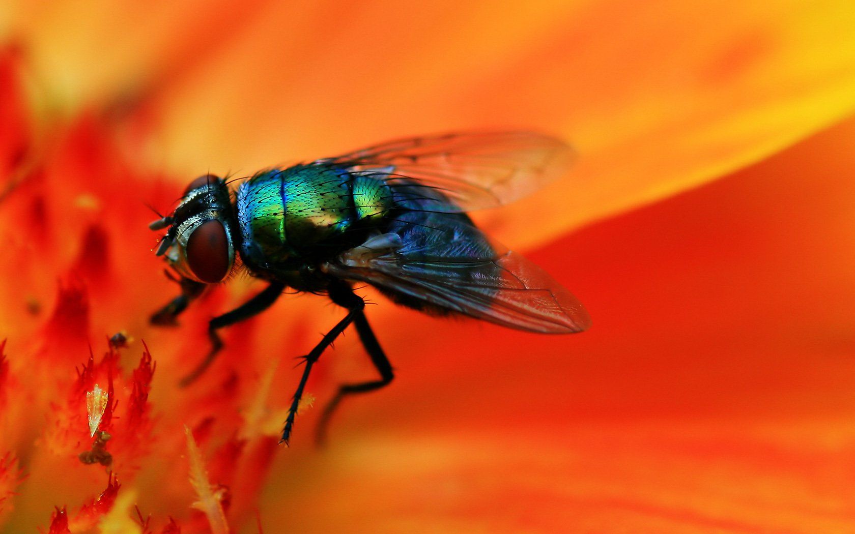 Flies Wallpapers