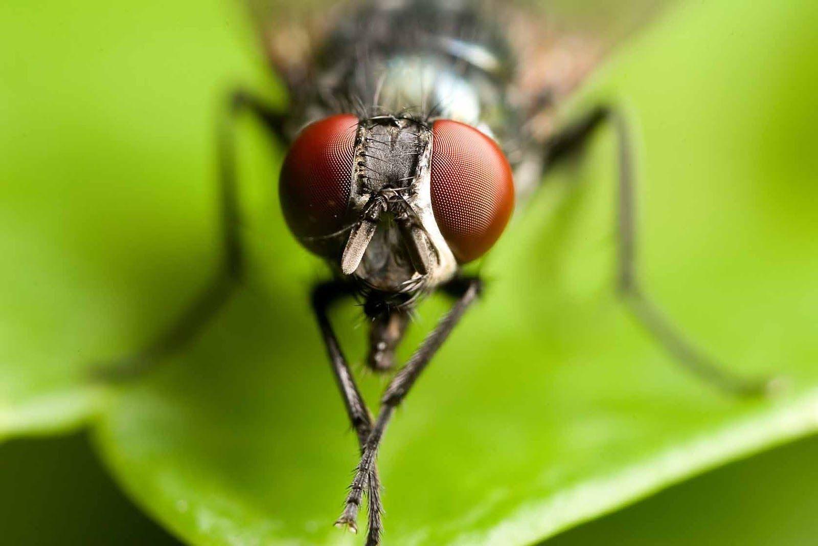 Flies Wallpapers