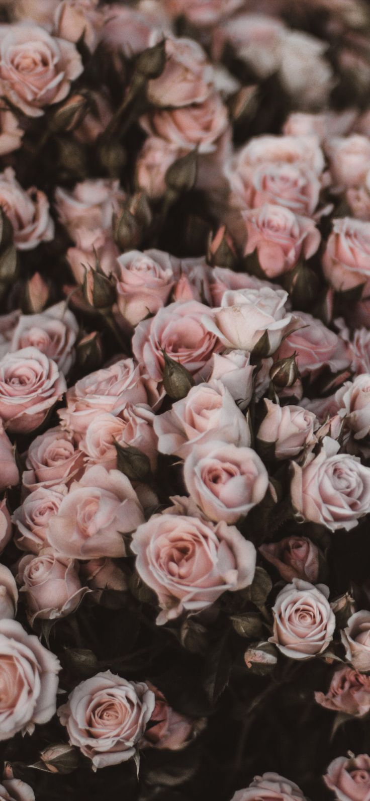 Floral Rose Wallpapers