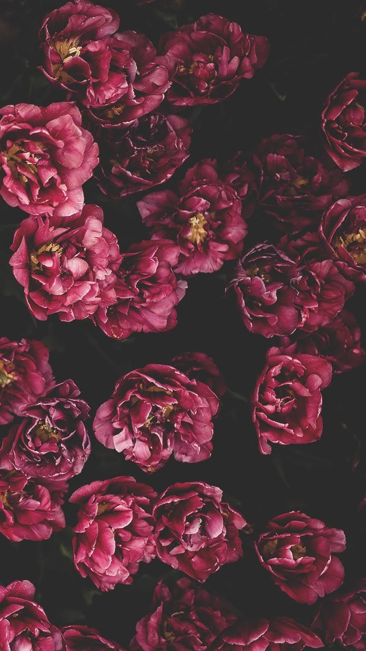 Floral Rose Wallpapers