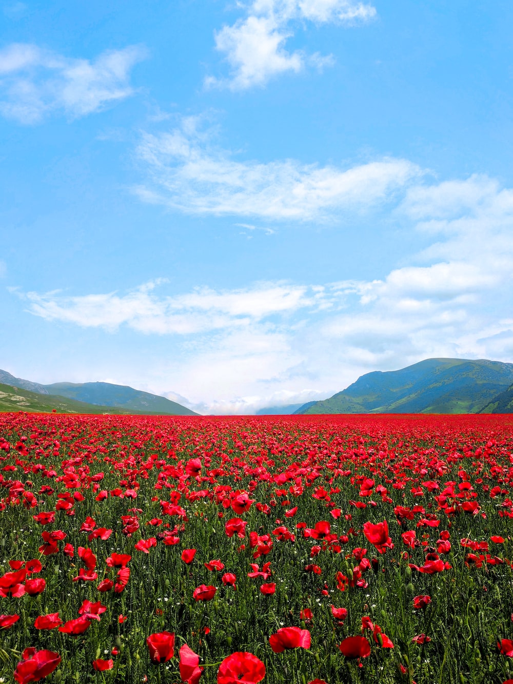 Flower Field Wallpapers