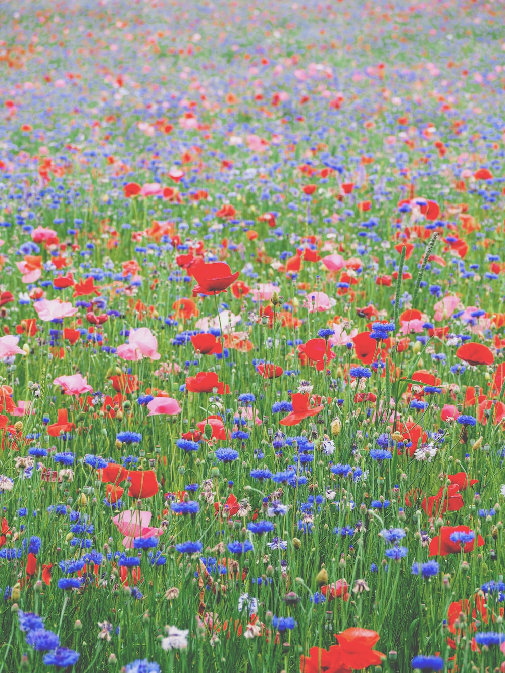 Flower Field Wallpapers