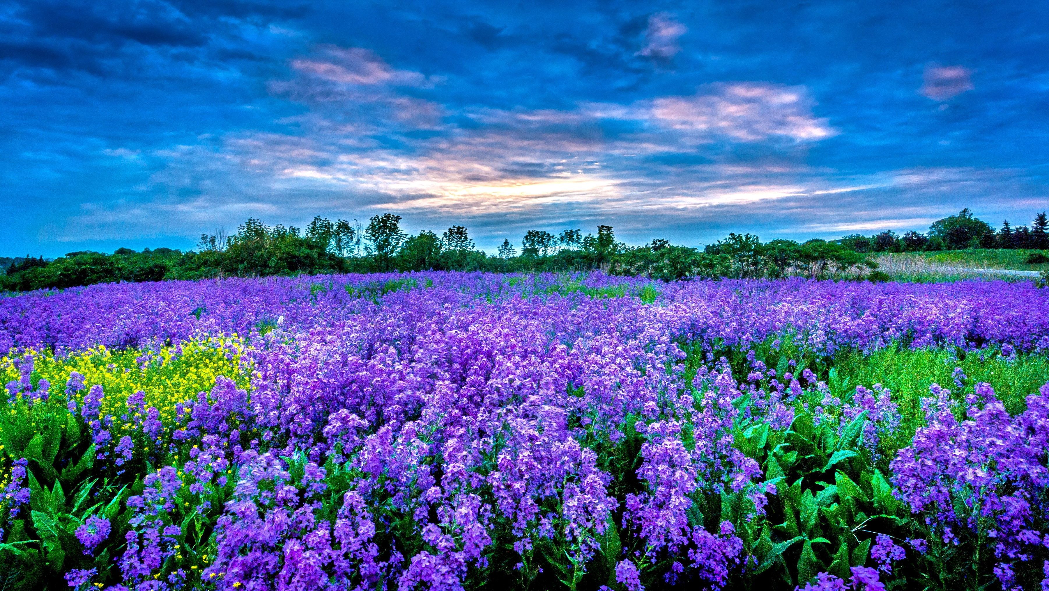 Flower Field Wallpapers