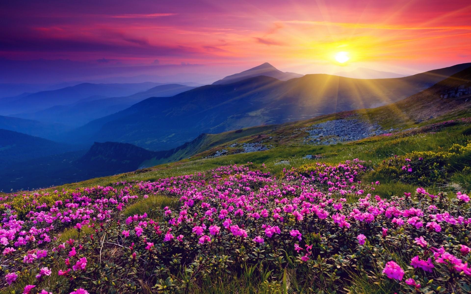 Flower Mountain Wallpapers