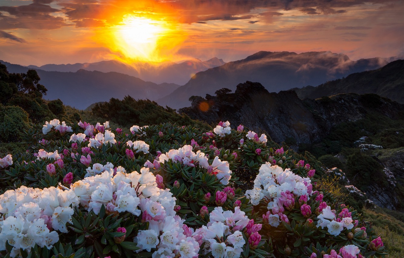 Flower Mountain Wallpapers