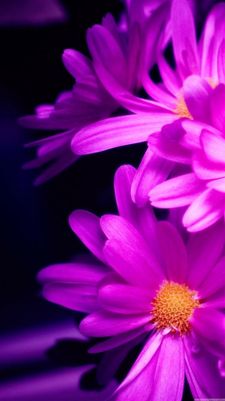 Flower For Android Wallpapers