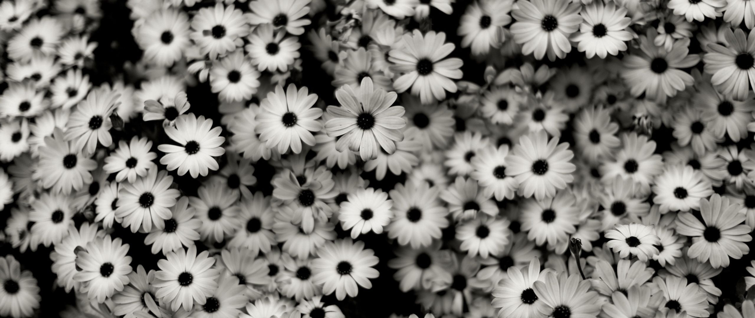 Flowers Gray Wallpapers