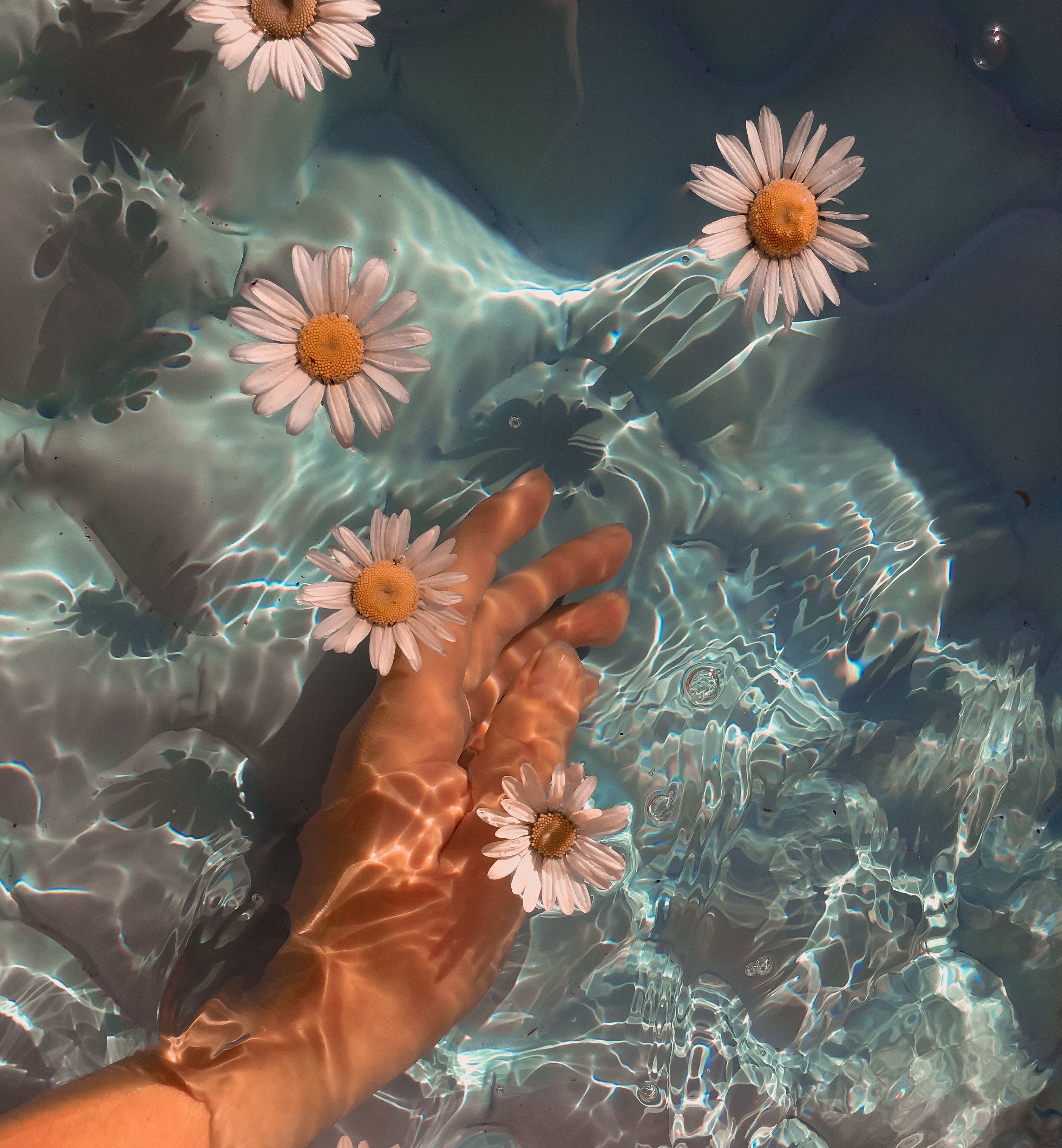 Flowers In Water Aesthetic Wallpapers