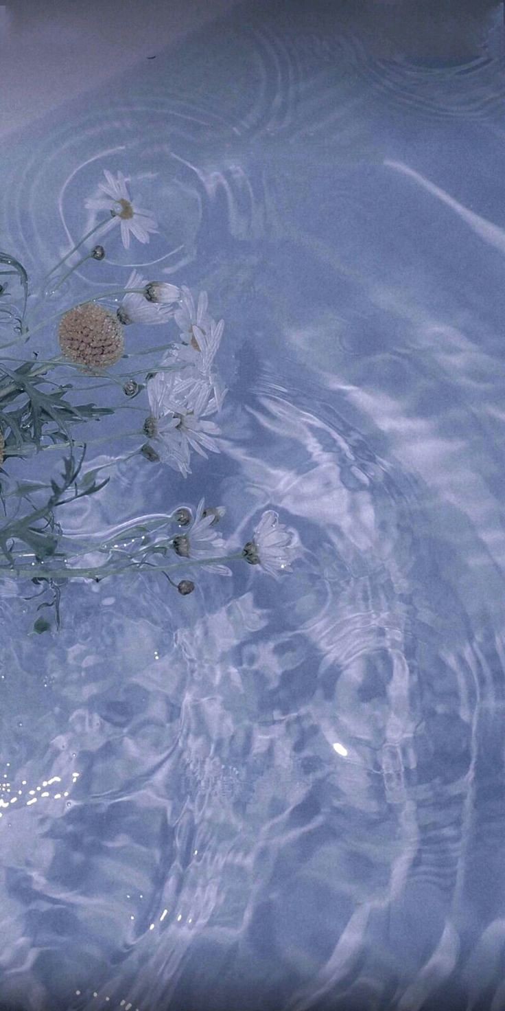 Flowers In Water Aesthetic Wallpapers