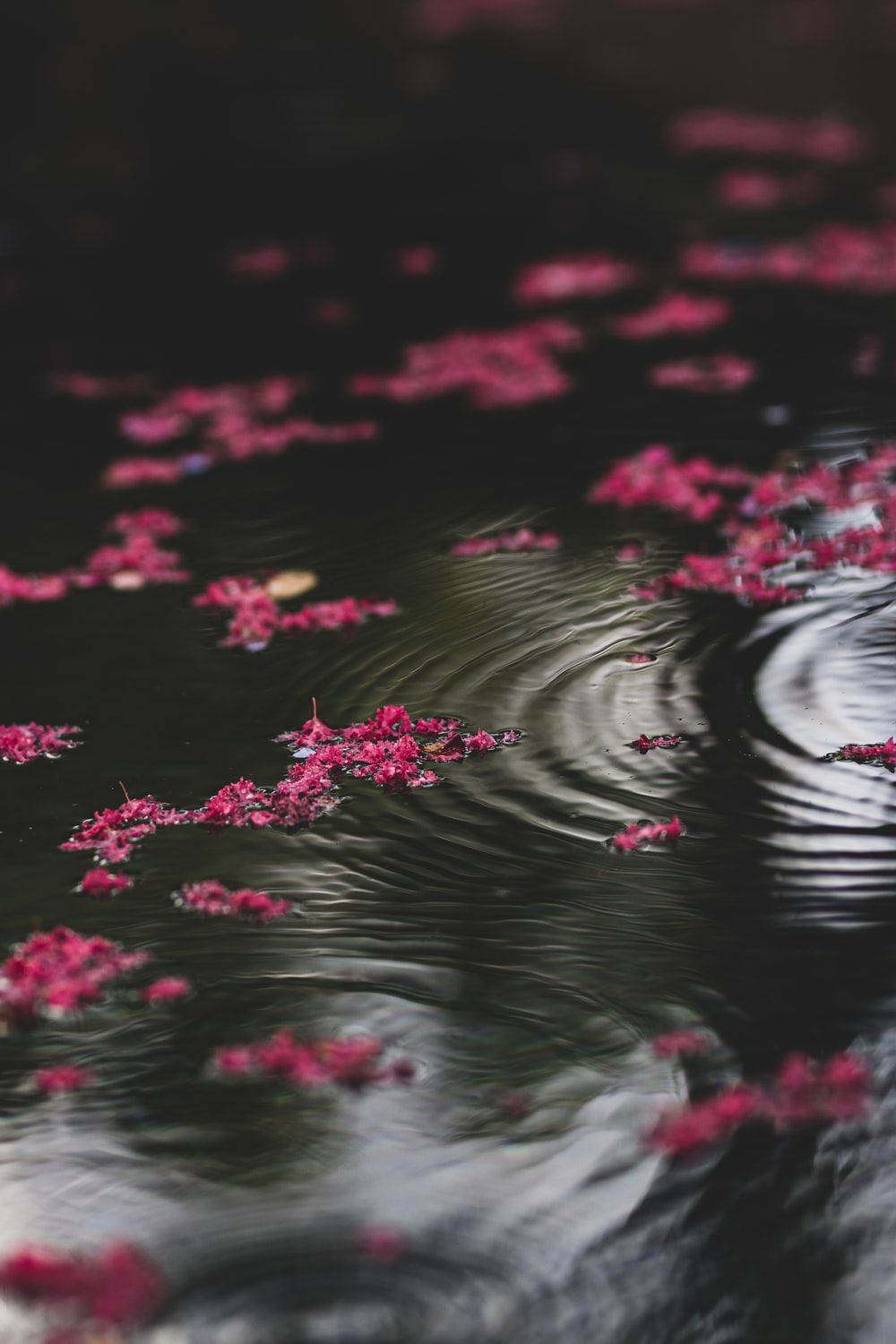 Flowers In Water Aesthetic Wallpapers