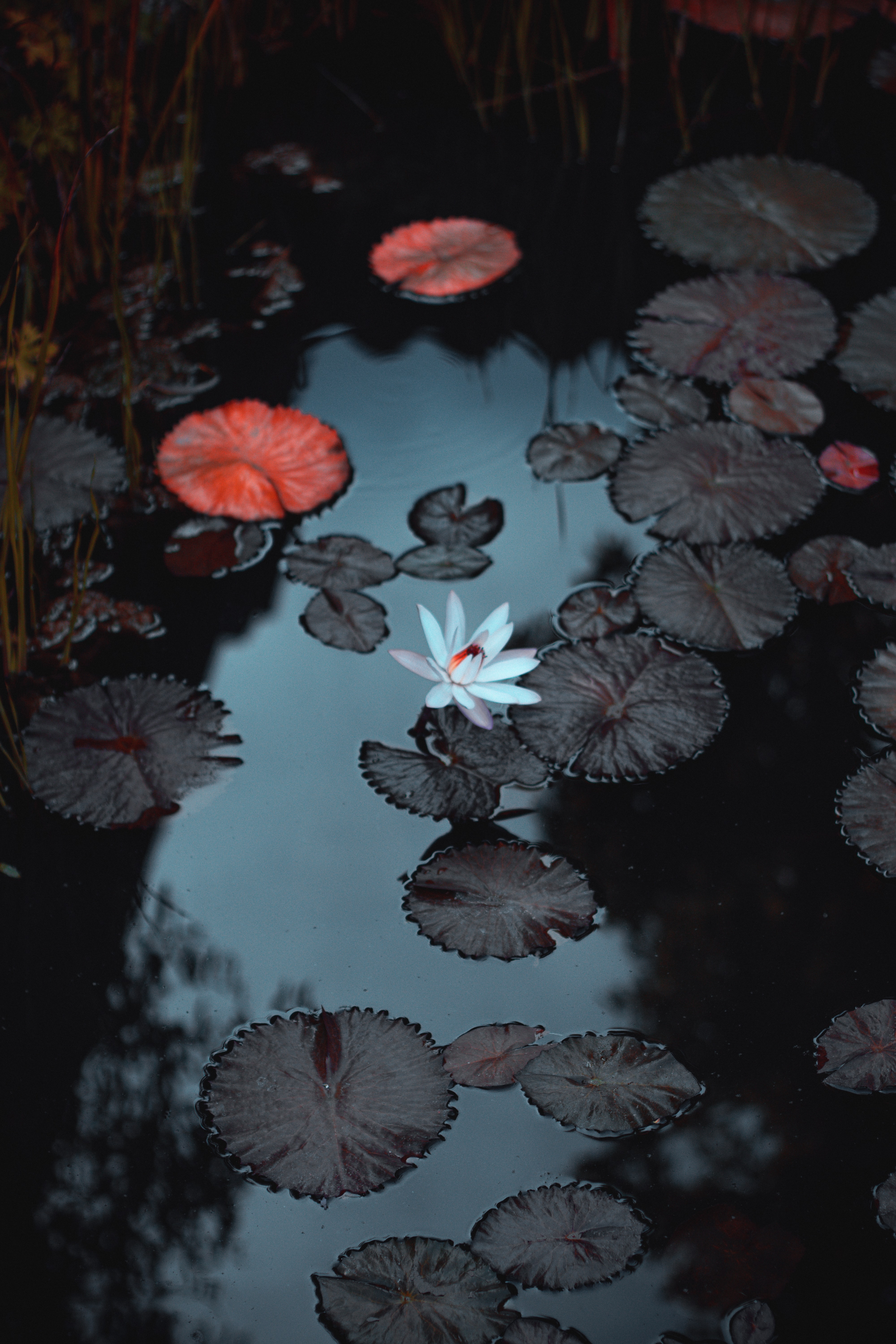 Flowers In Water Aesthetic Wallpapers