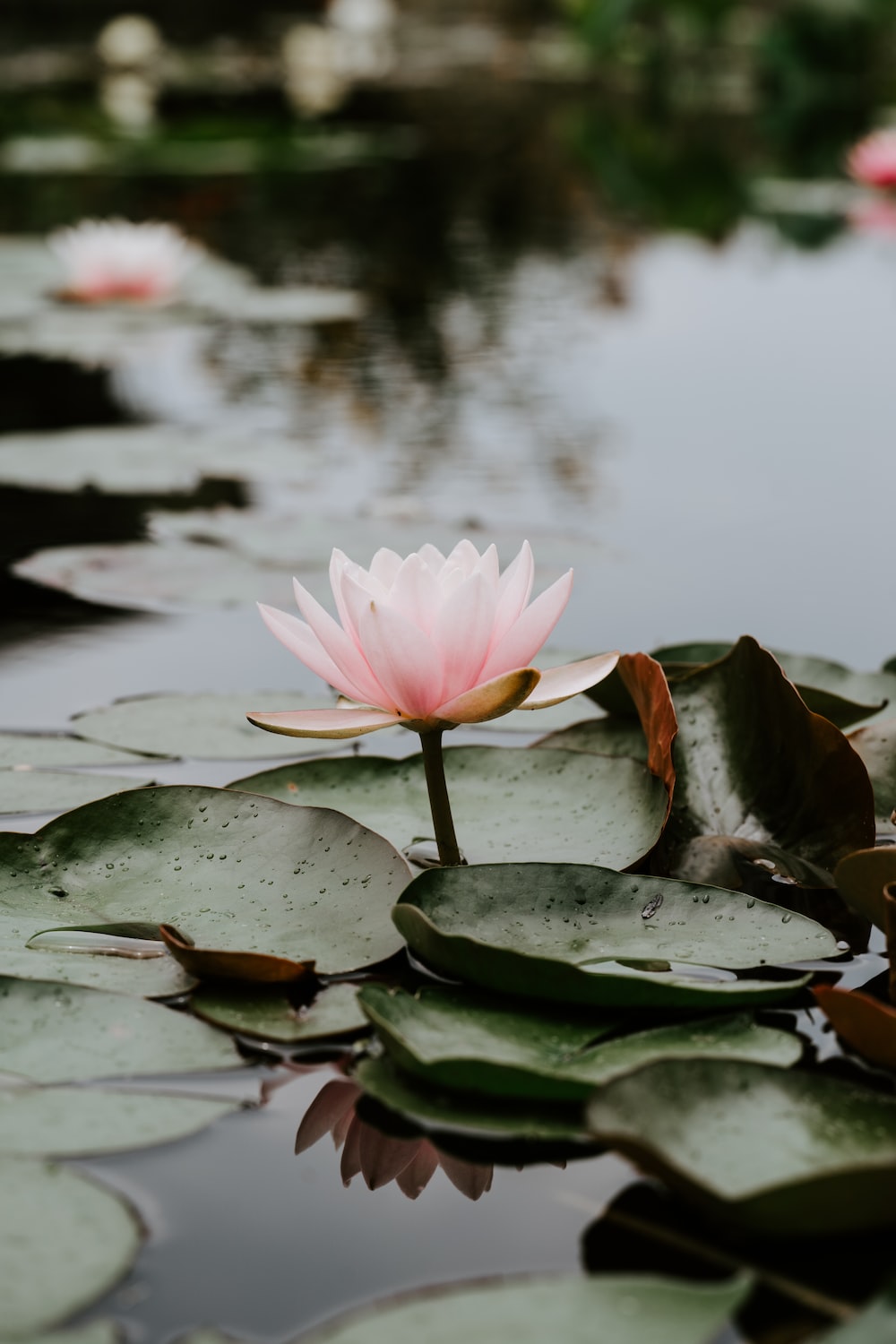 Flowers In Water Aesthetic Wallpapers