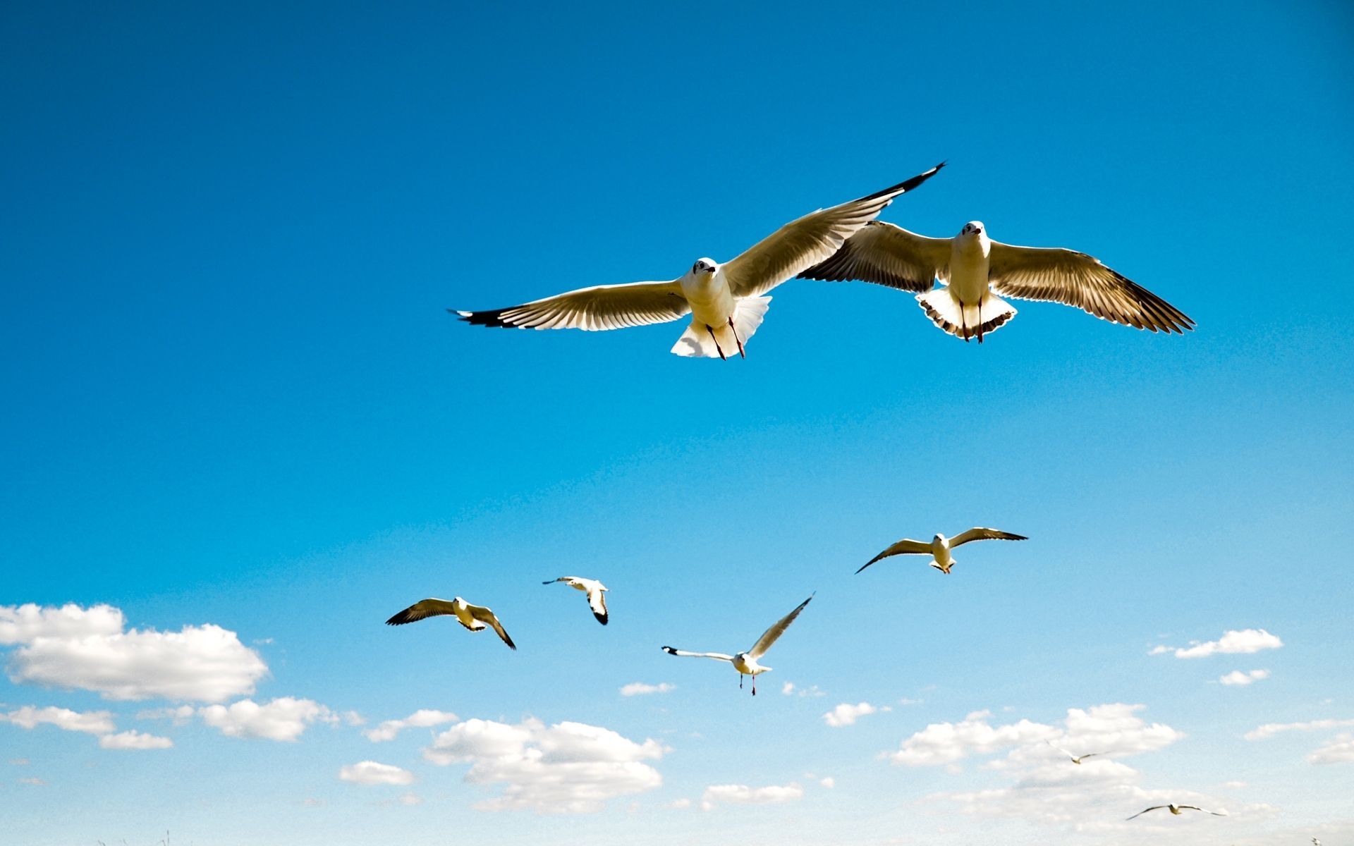 Flying Birds Wallpapers