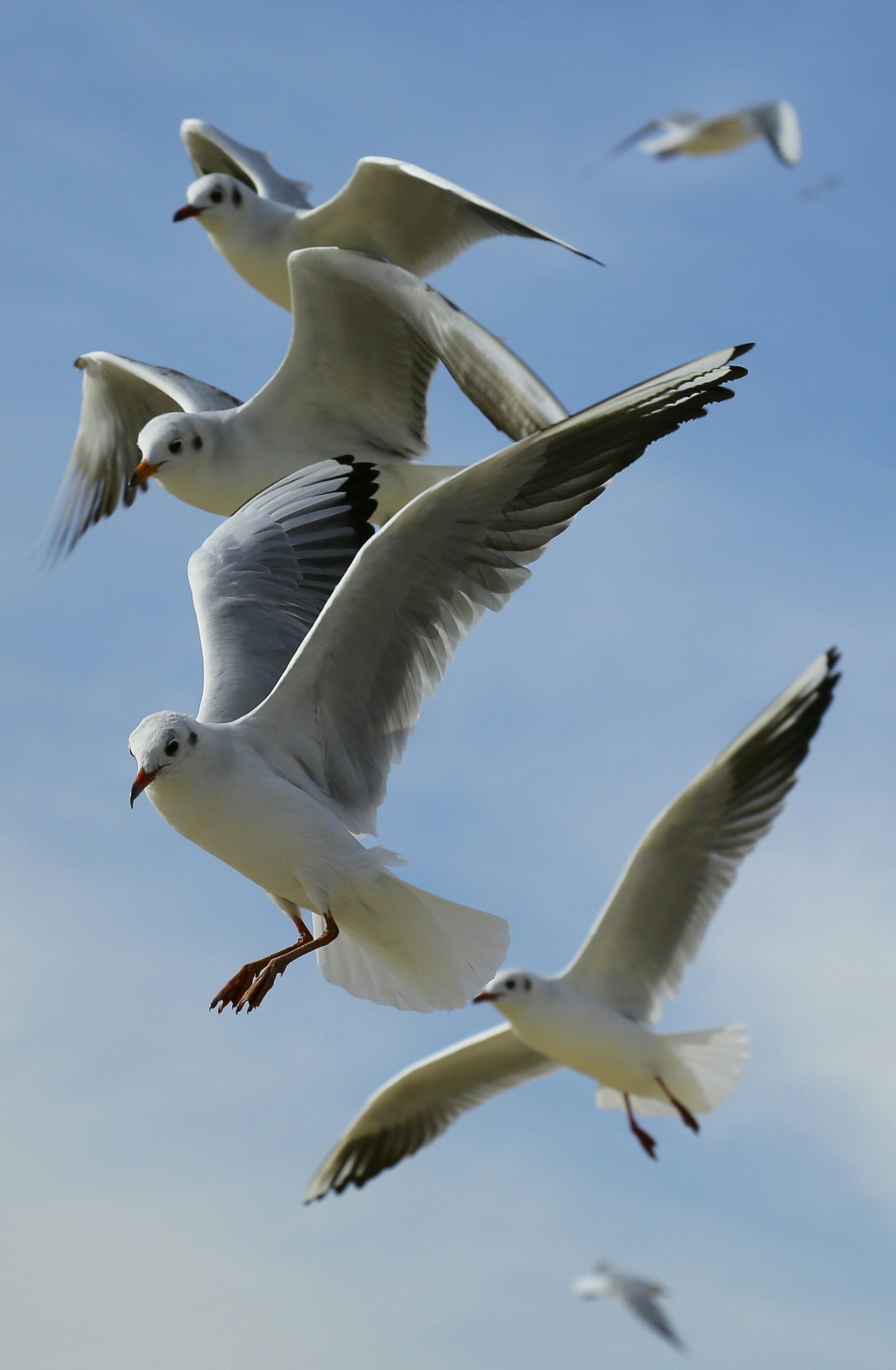 Flying Birds Wallpapers