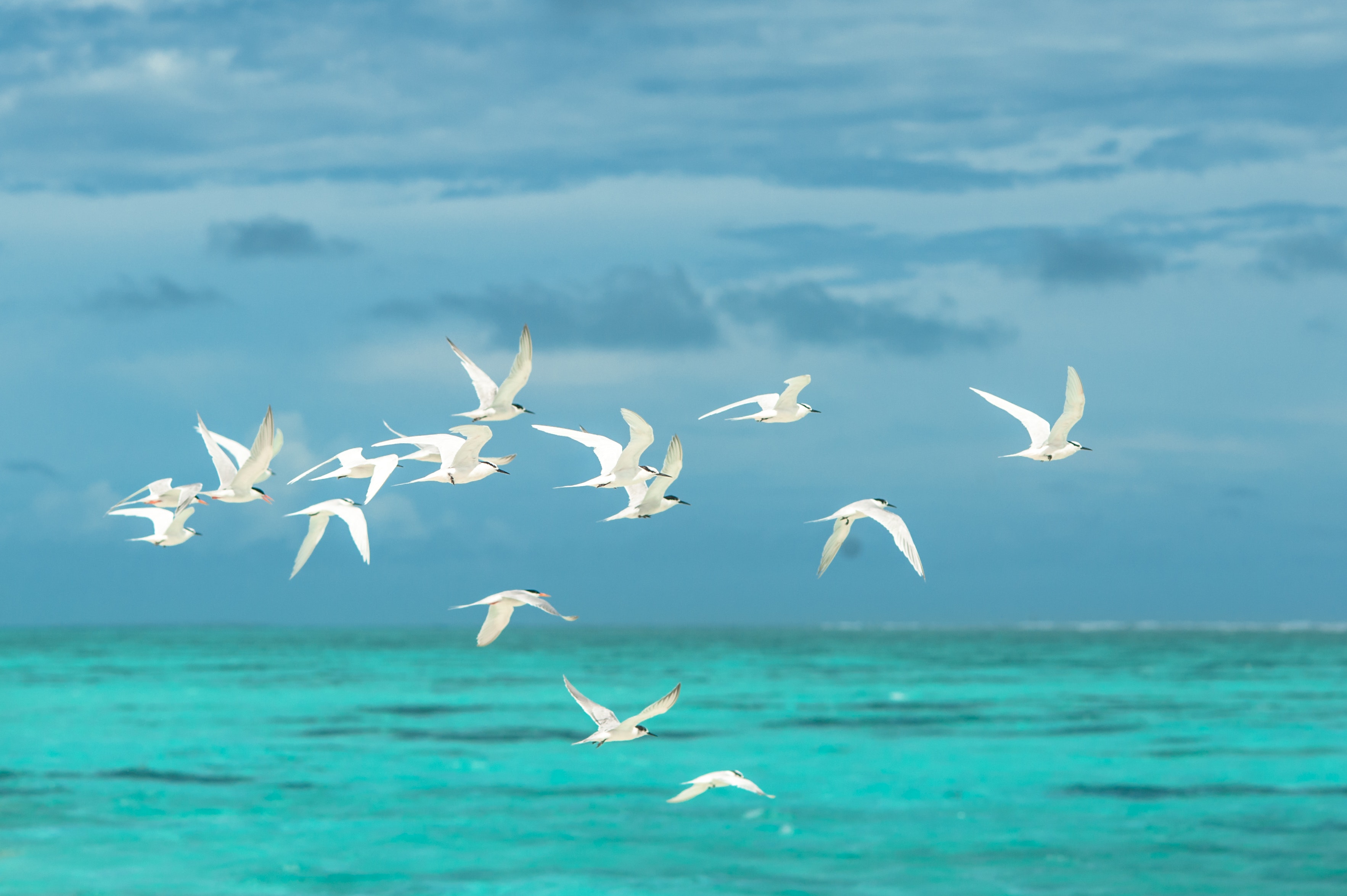 Flying Birds Wallpapers