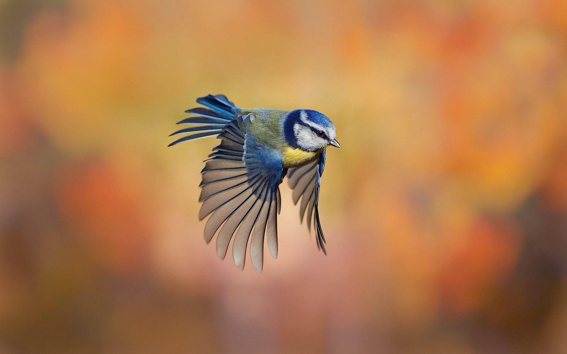 Flying Birds Wallpapers