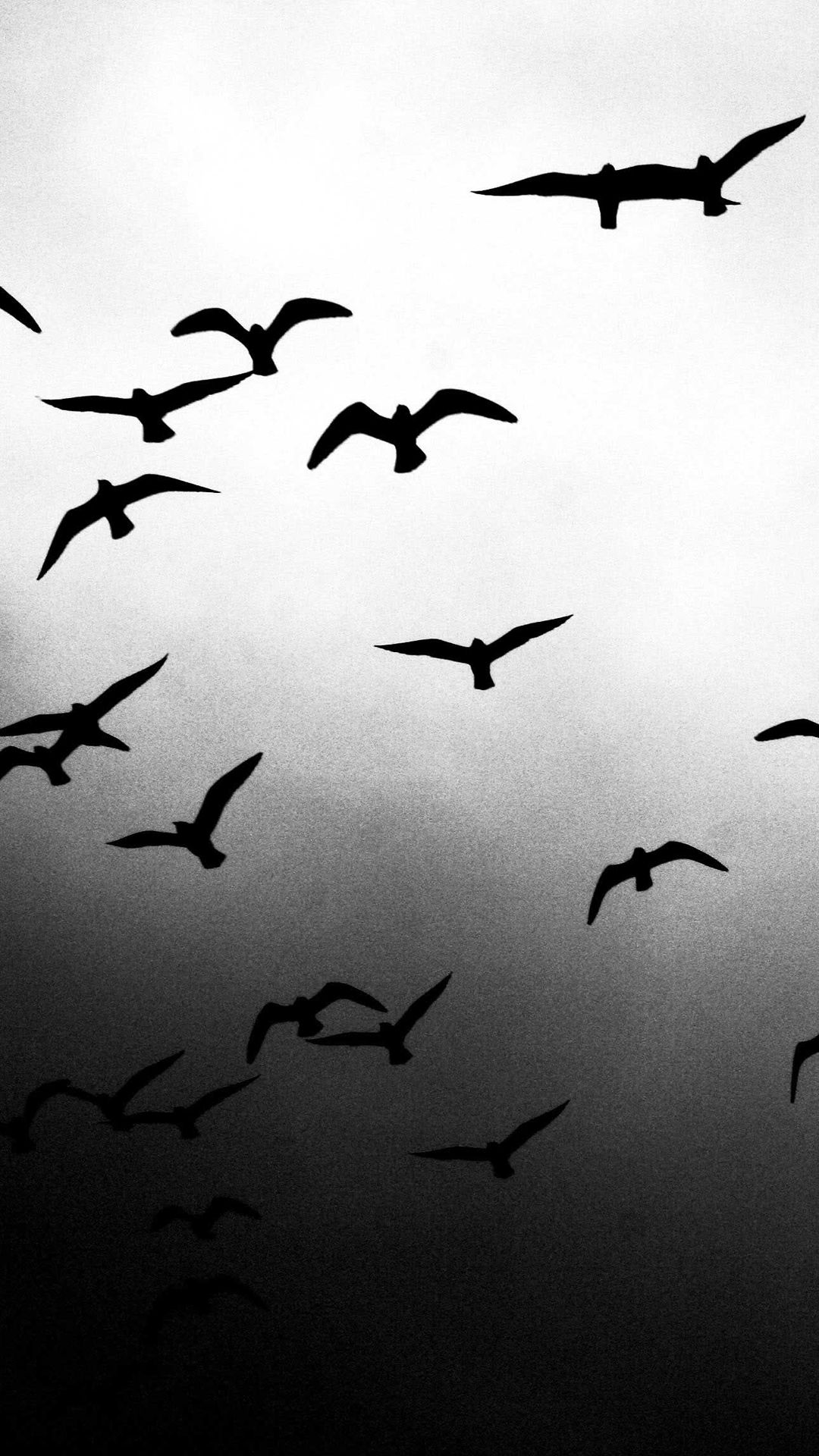 Flying Birds Wallpapers