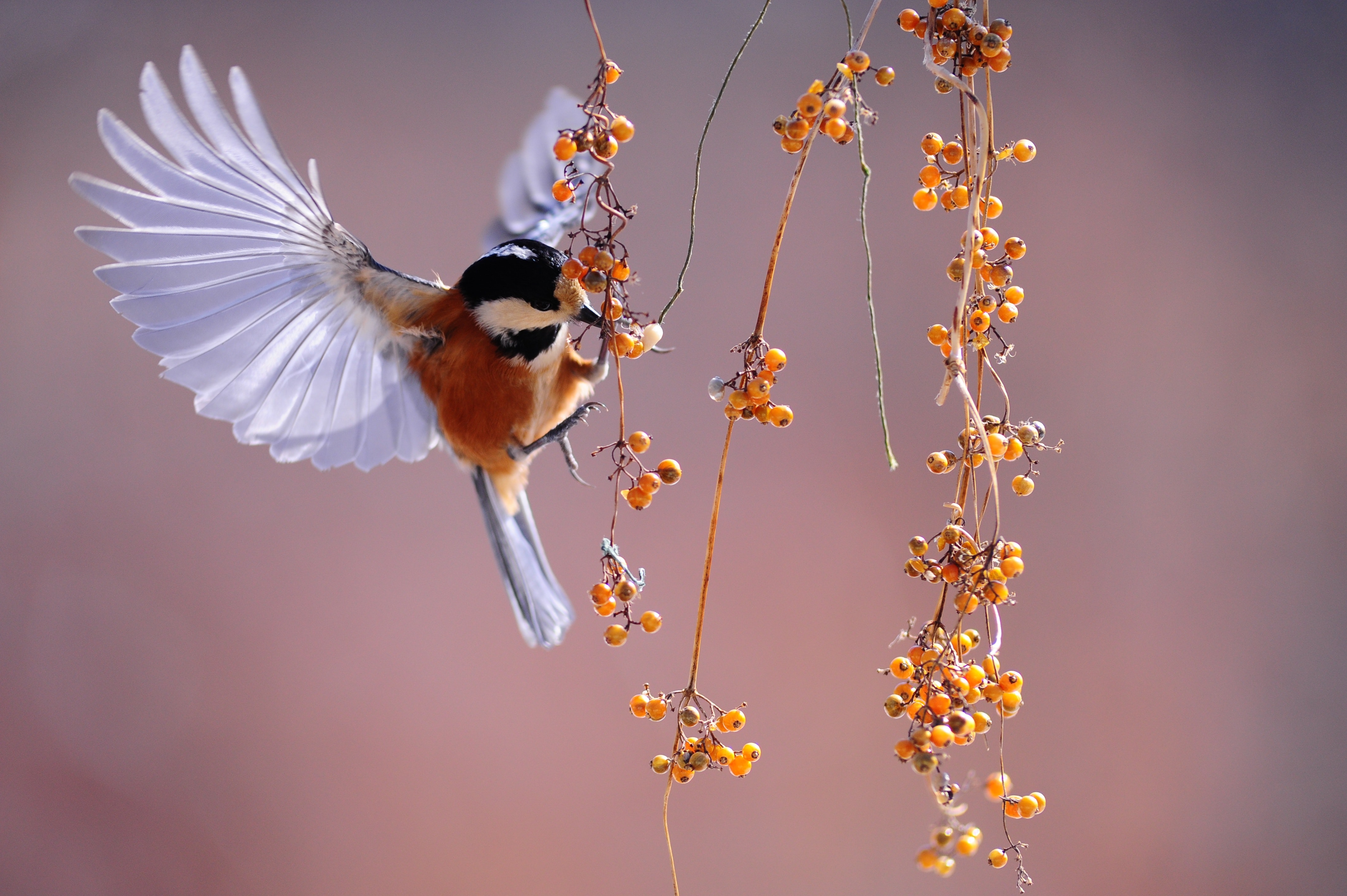 Flying Birds Wallpapers