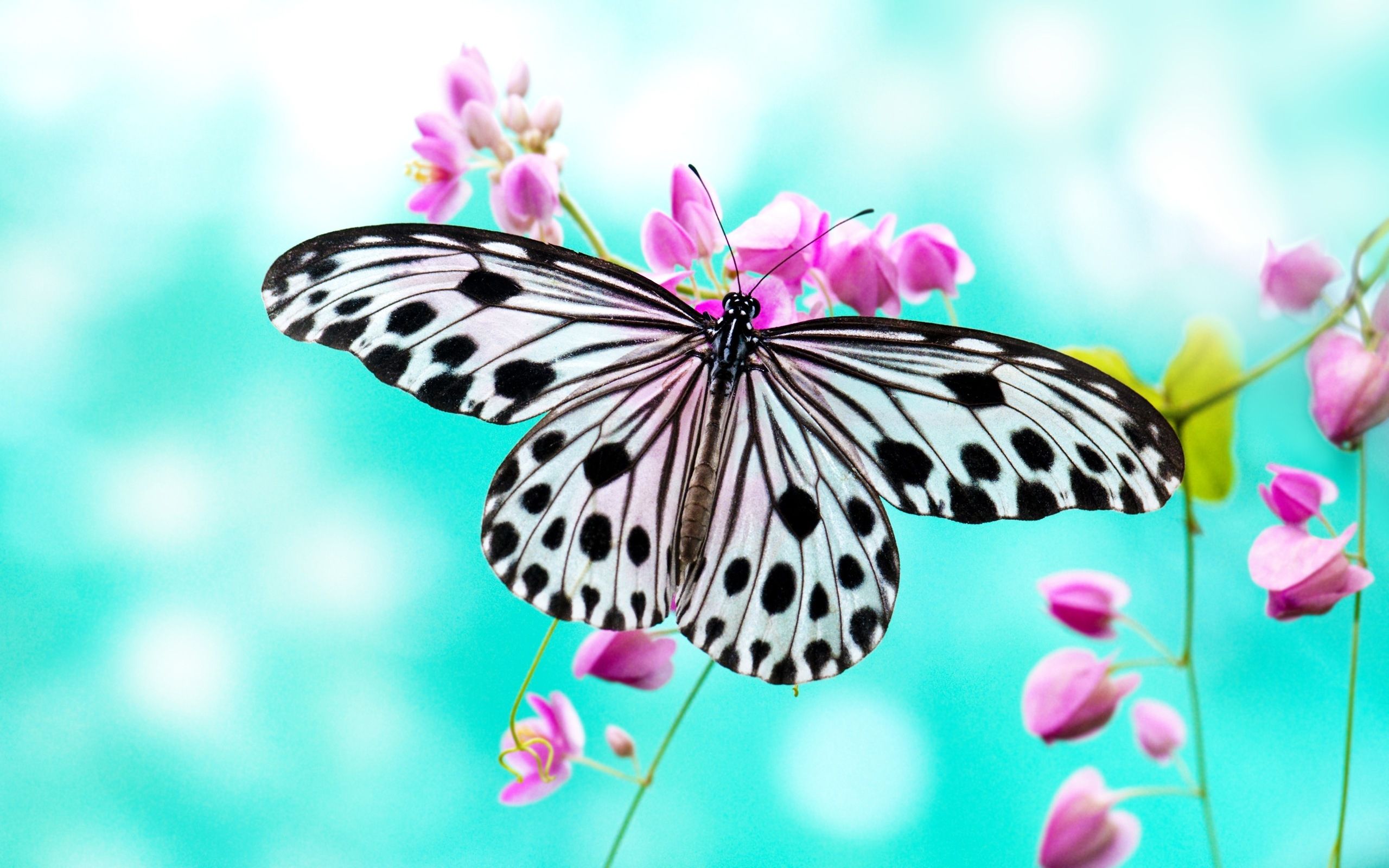 Flying Butterfly Wallpapers