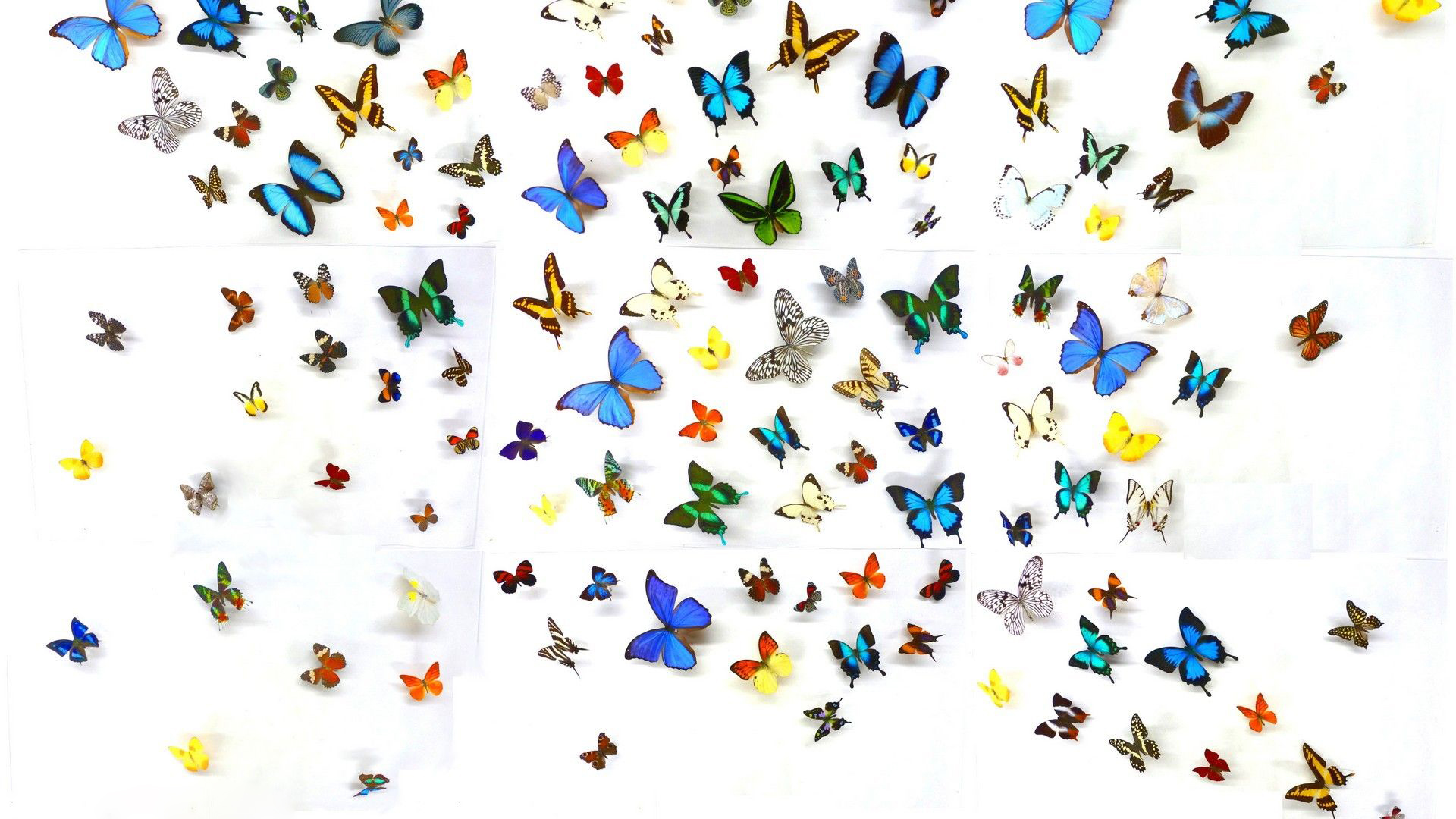 Flying Butterfly Wallpapers