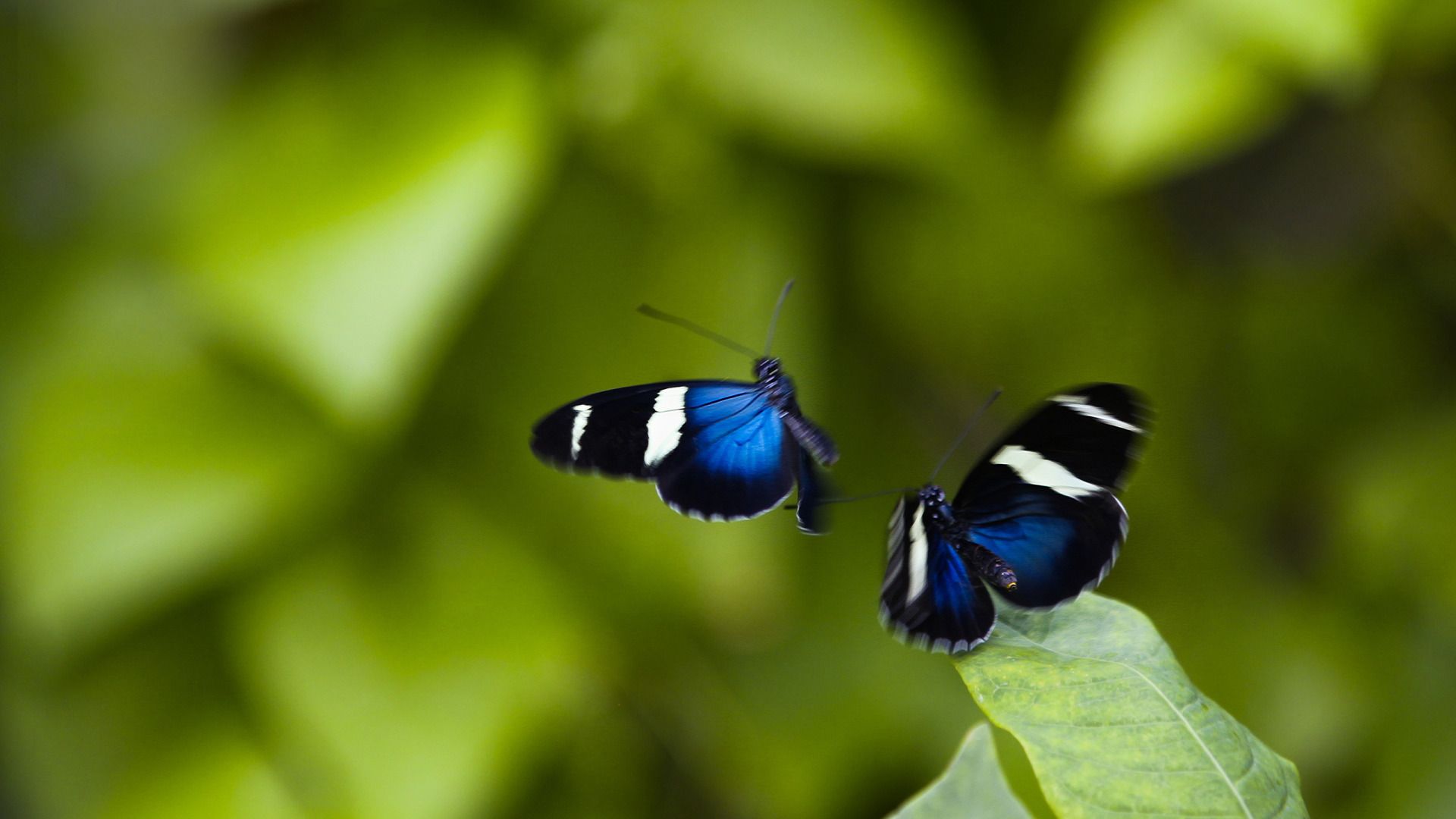 Flying Butterfly Wallpapers