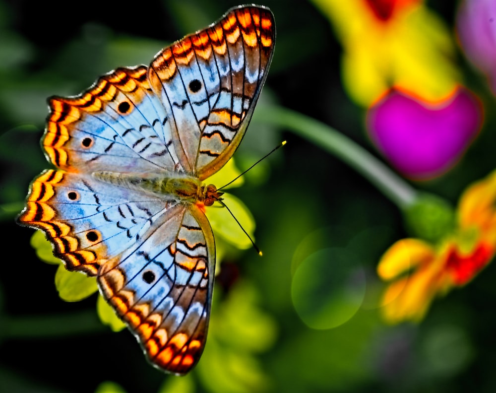 Flying Butterfly Wallpapers