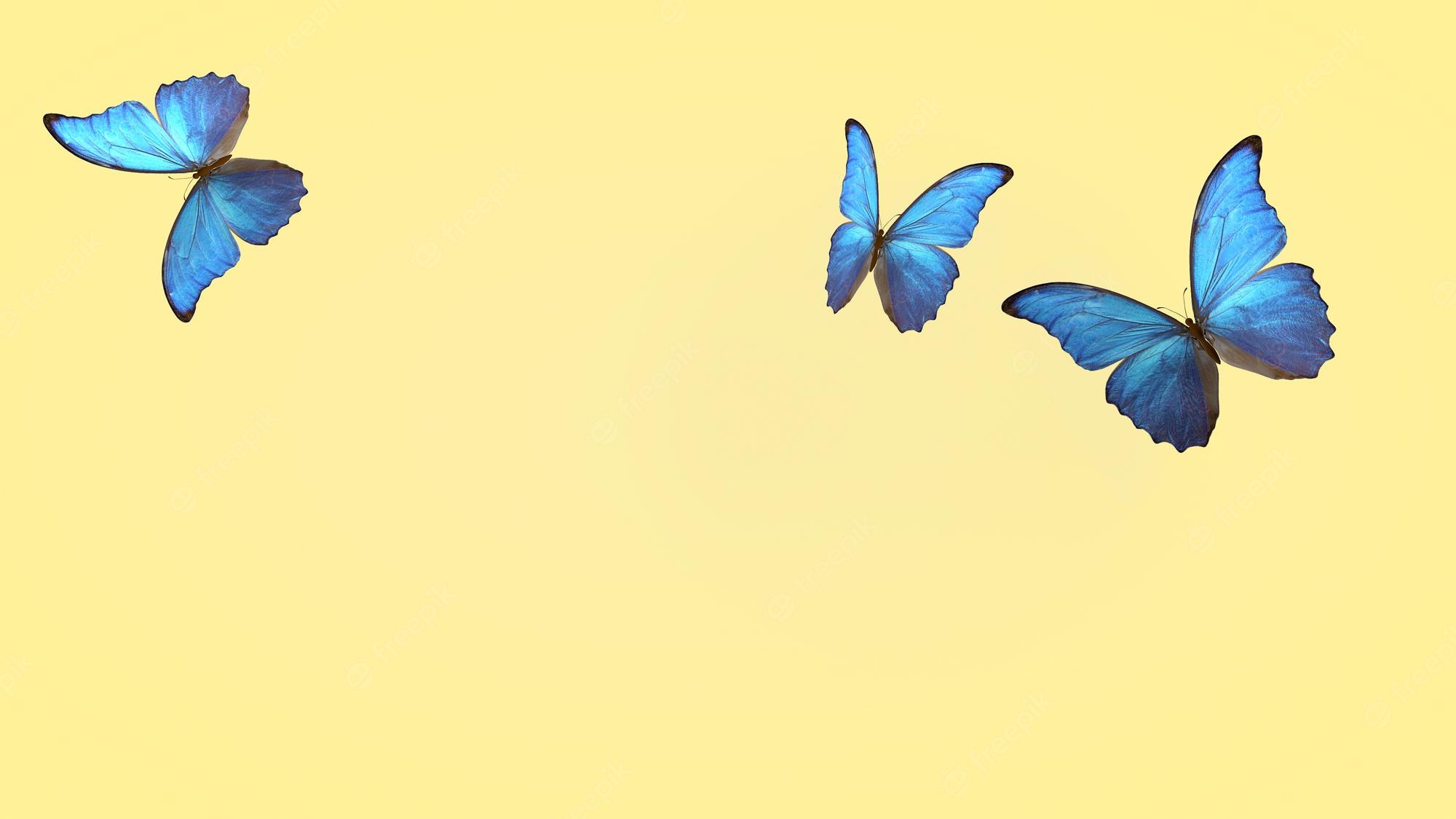 Flying Butterfly Wallpapers