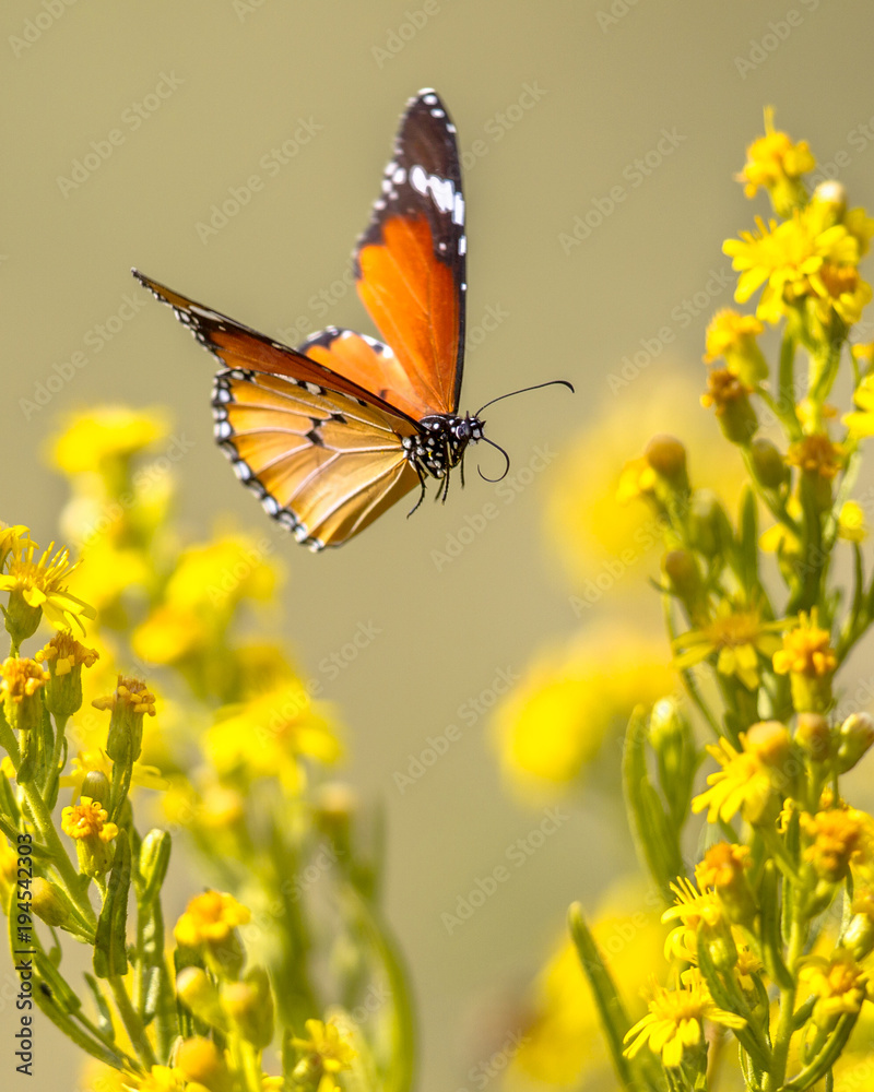 Flying Butterfly Wallpapers