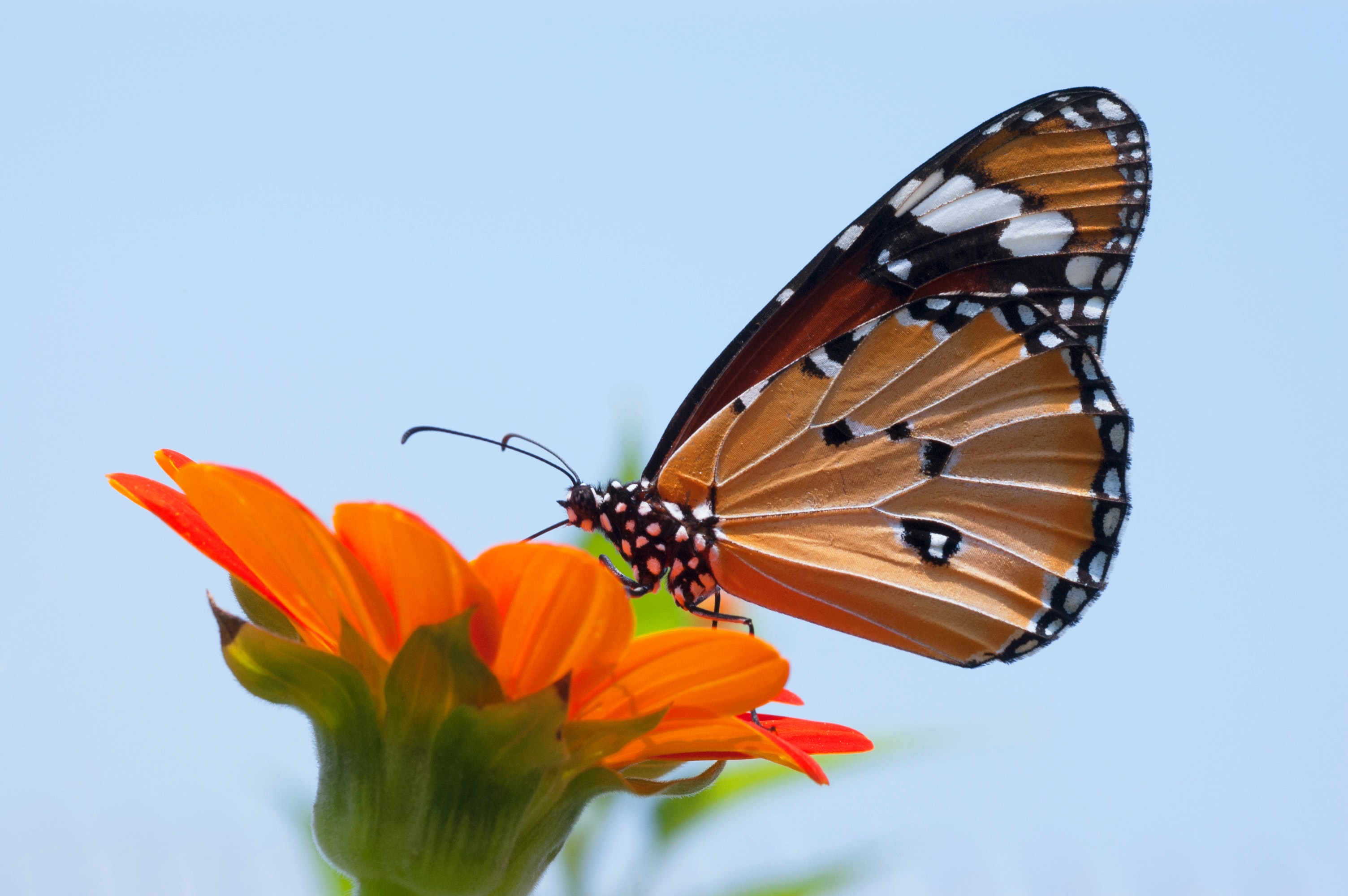 Flying Butterfly Wallpapers