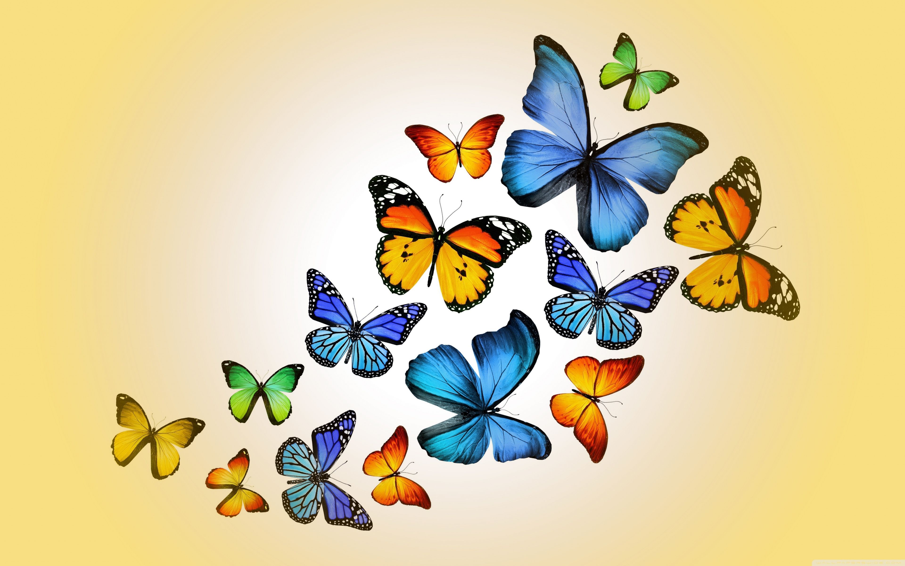 Flying Butterfly Wallpapers