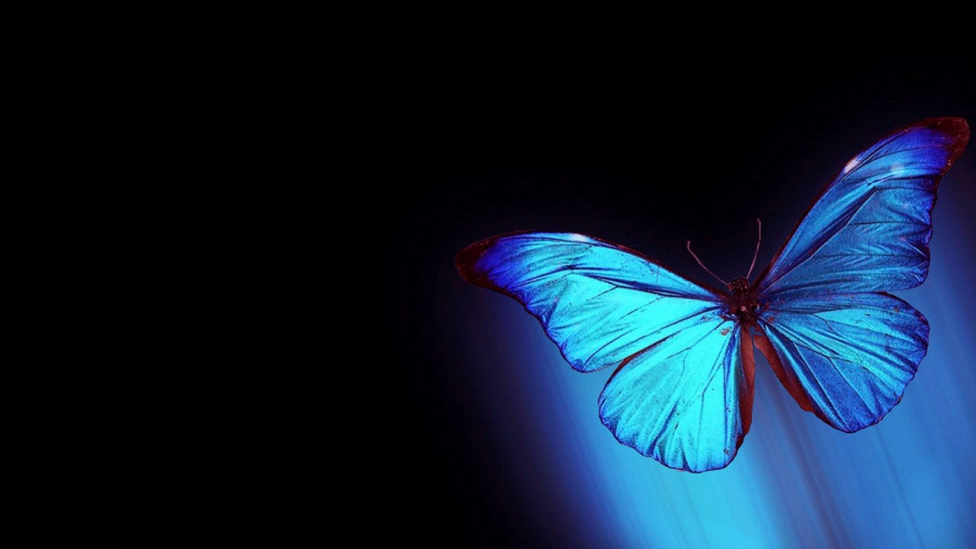 Flying Butterfly Wallpapers