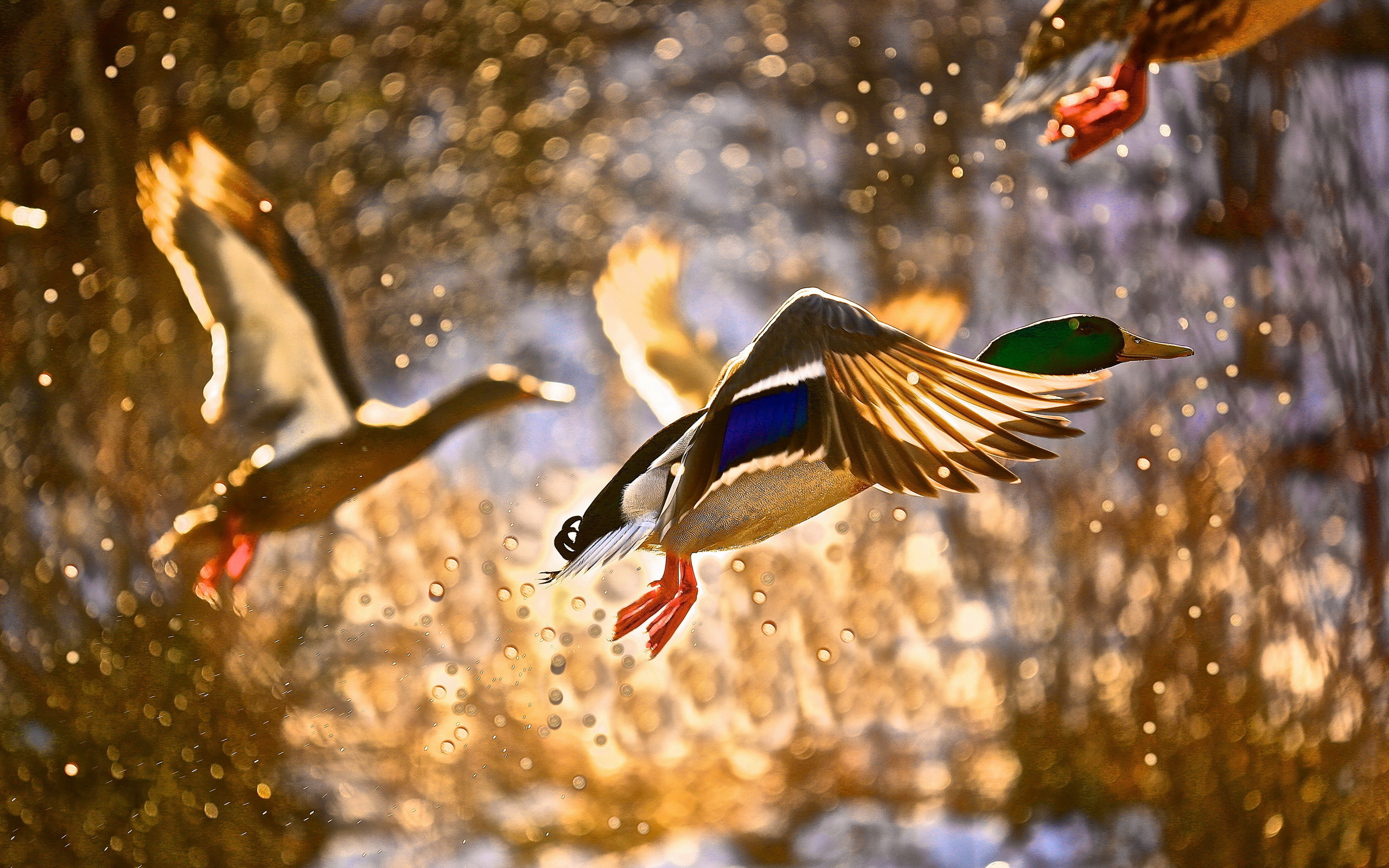 Flying Duck Wallpapers